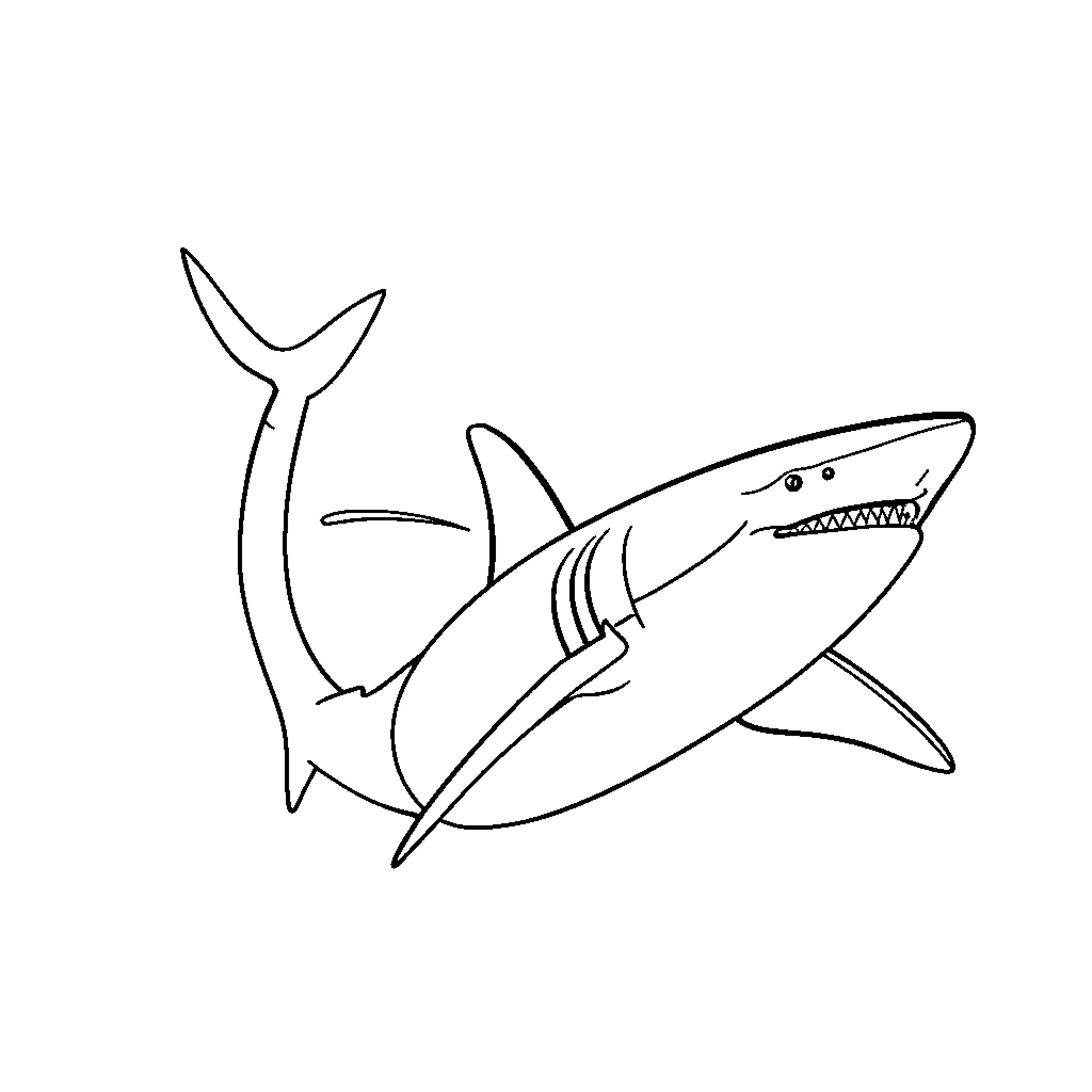 Great White Shark swimming gracefully Coloring Page (free black-and-white line drawing printable PDF for all, from beginners to advanced learners, including children, teens, adults, and seniors)