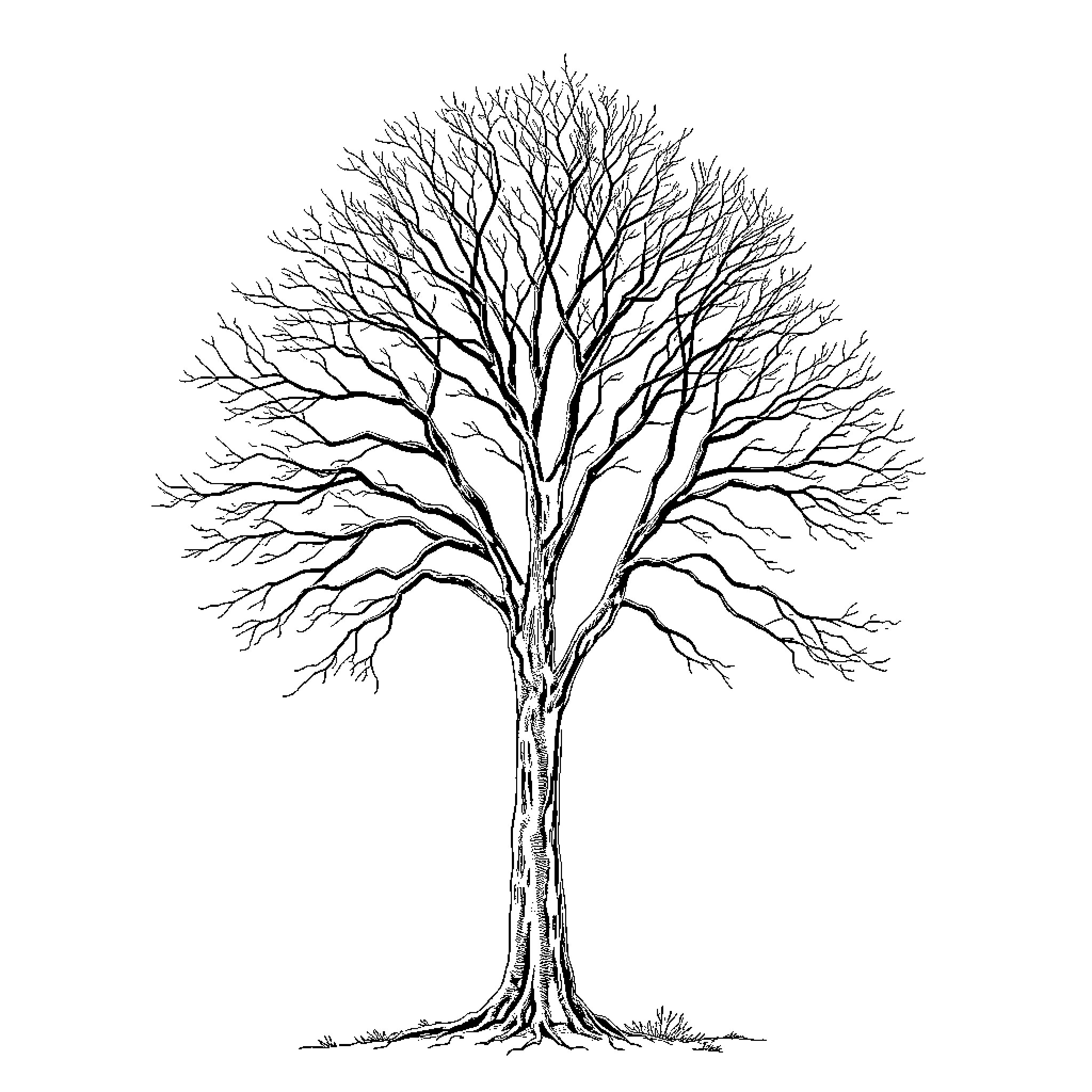 Tree with Intricate Bare Branches Coloring Page (free black-and-white line drawing printable PDF for all, from beginners to advanced learners, including children, teens, adults, and seniors)