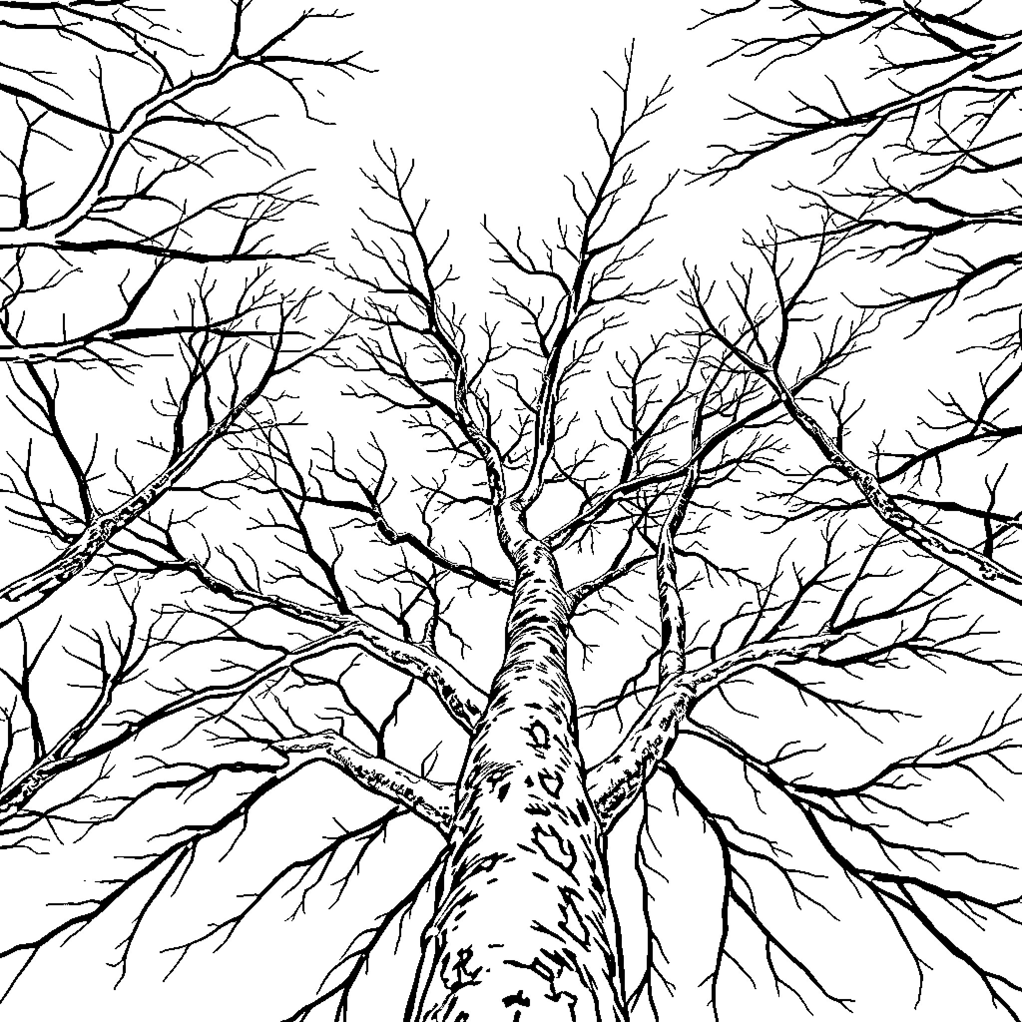 Tree with Intricate Bare Branches Coloring Page (free black-and-white line drawing printable PDF for all, from beginners to advanced learners, including children, teens, adults, and seniors)