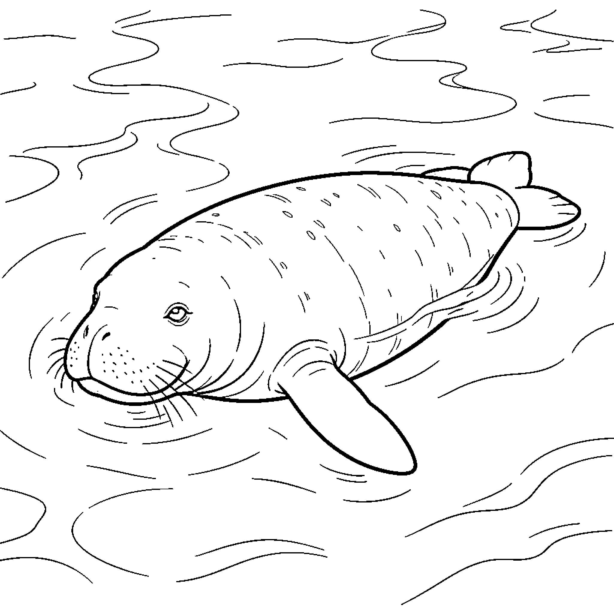 Manatee swimming peacefully through gentle ocean waves Coloring Page (free black-and-white line drawing printable PDF for all, from beginners to advanced learners, including children, teens, adults, and seniors)