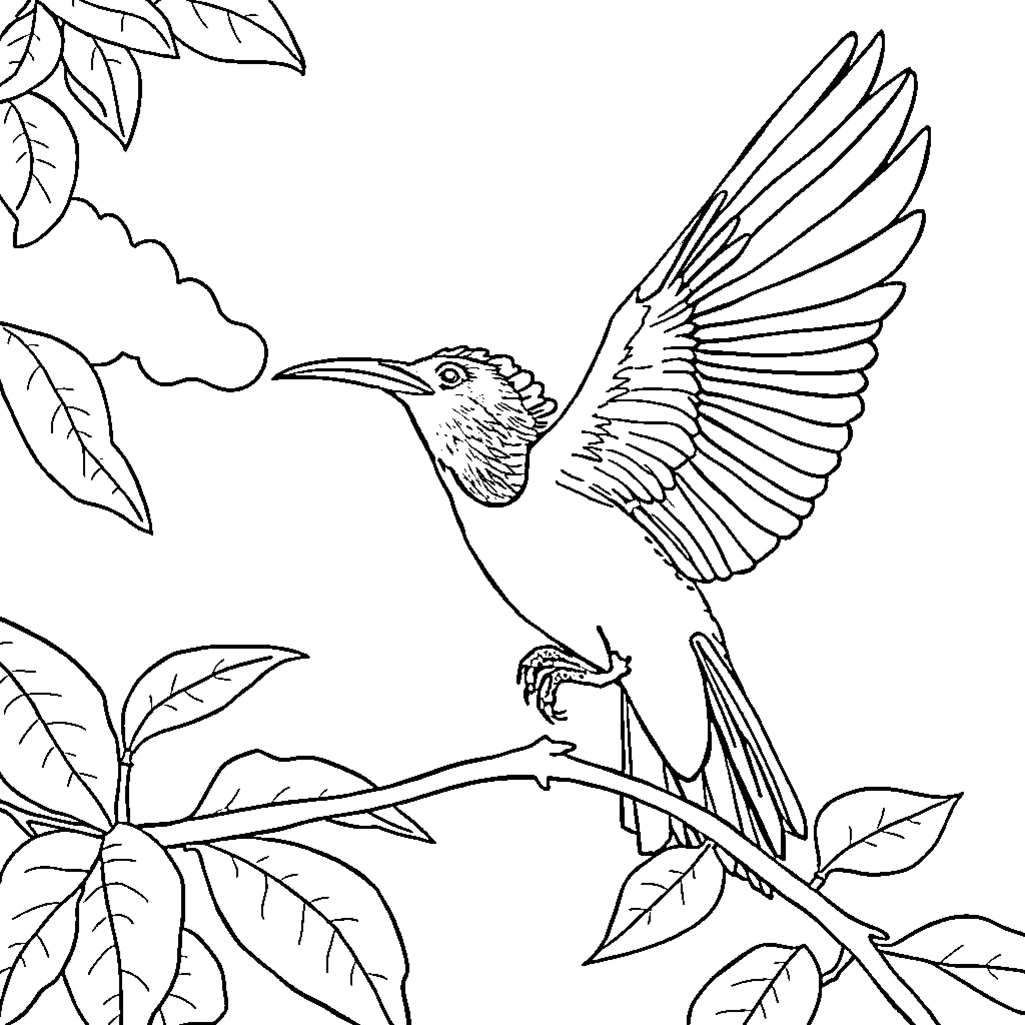 Bird soaring through lush foliage Coloring Page (free black-and-white line drawing printable PDF for all, from beginners to advanced learners, including children, teens, adults, and seniors)
