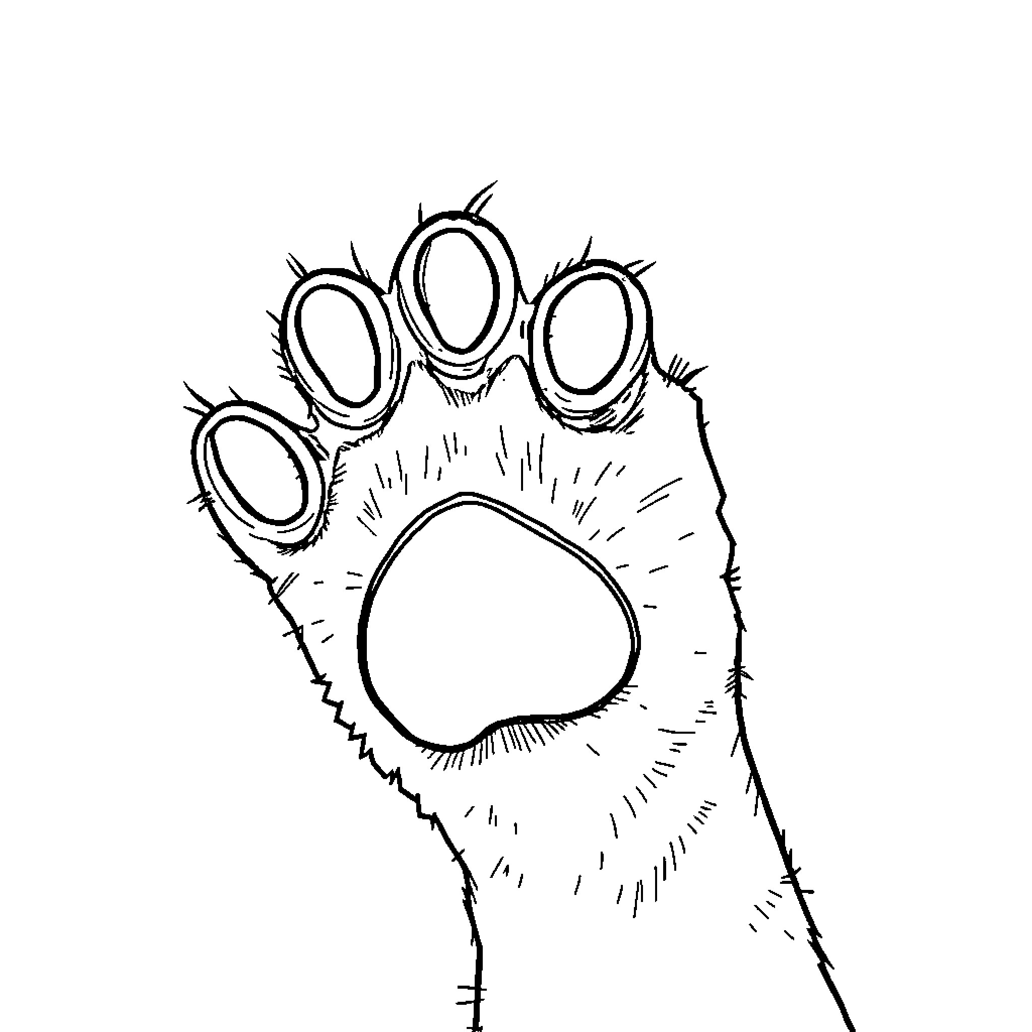Cat's Paw Sketch Coloring Page (free black-and-white line drawing printable PDF for all, from beginners to advanced learners, including children, teens, adults, and seniors)