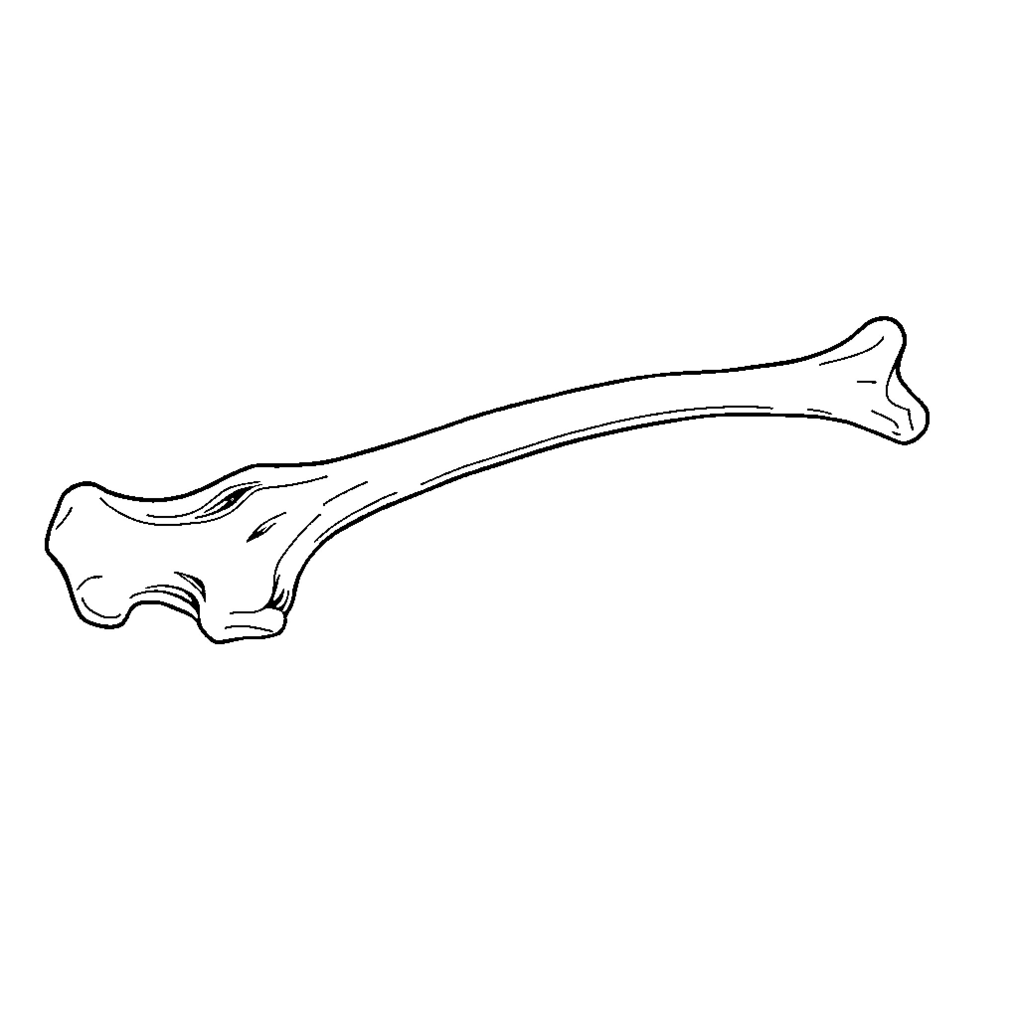 Femur bone sketch Coloring Page (free black-and-white line drawing printable PDF for all, from beginners to advanced learners, including children, teens, adults, and seniors)
