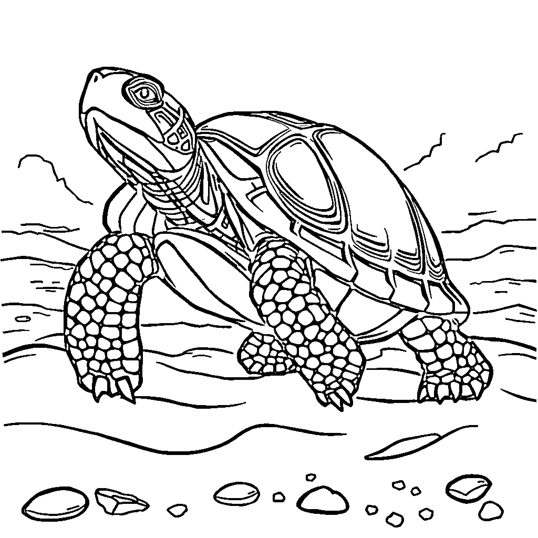 Turtle exploring its rocky habitat Coloring Page (free black-and-white line drawing printable PDF for all, from beginners to advanced learners, including children, teens, adults, and seniors)