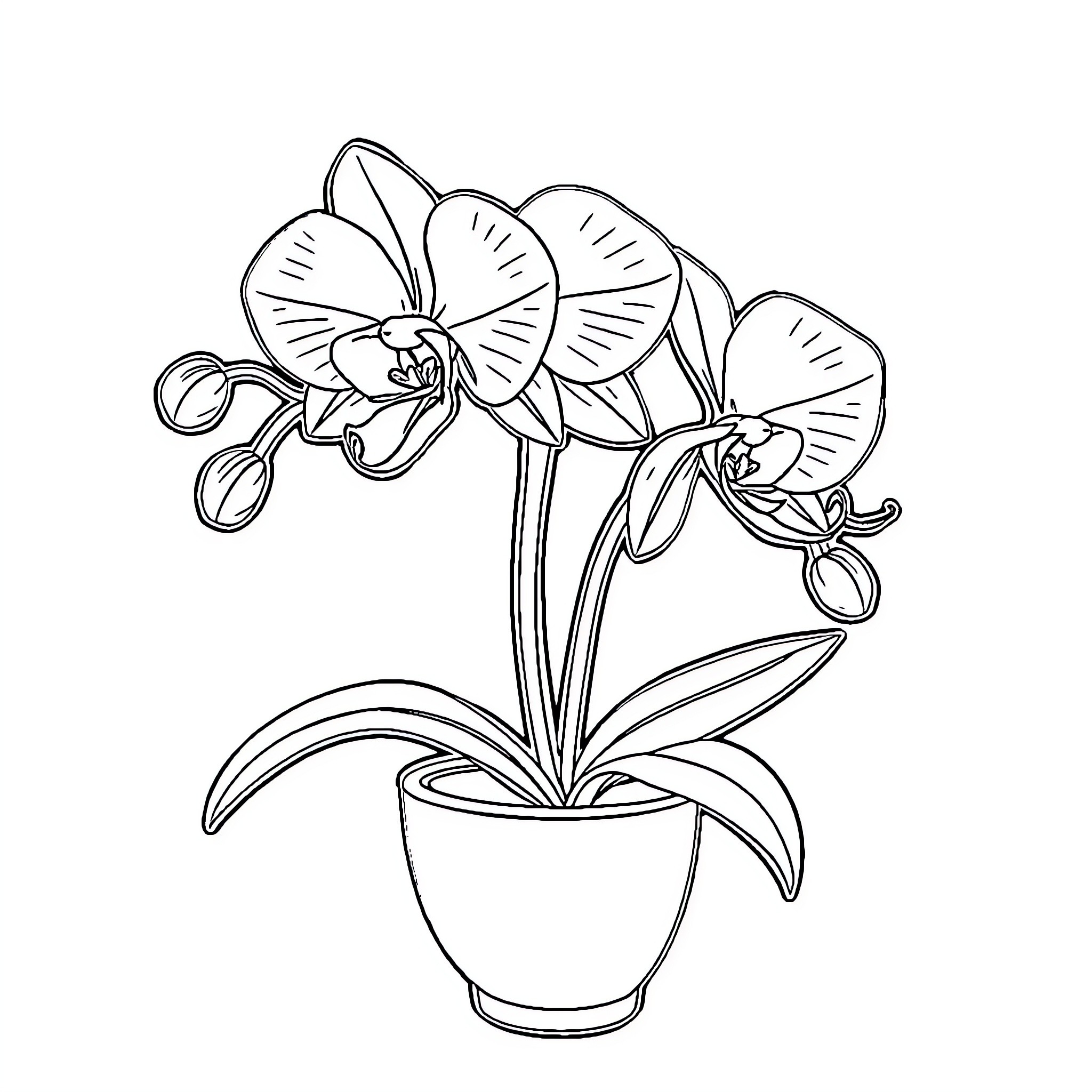Orchid flowers blooming in a pot Coloring Page (free black-and-white line drawing printable PDF for all, from beginners to advanced learners, including children, teens, adults, and seniors)