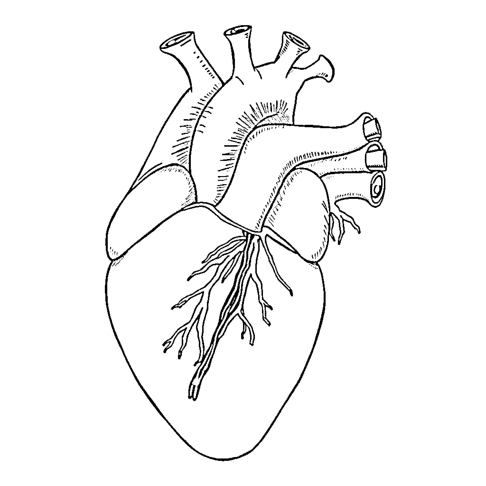 Canine Heart Anatomy Diagram Coloring Page (free black-and-white line drawing printable PDF for all, from beginners to advanced learners, including children, teens, adults, and seniors)