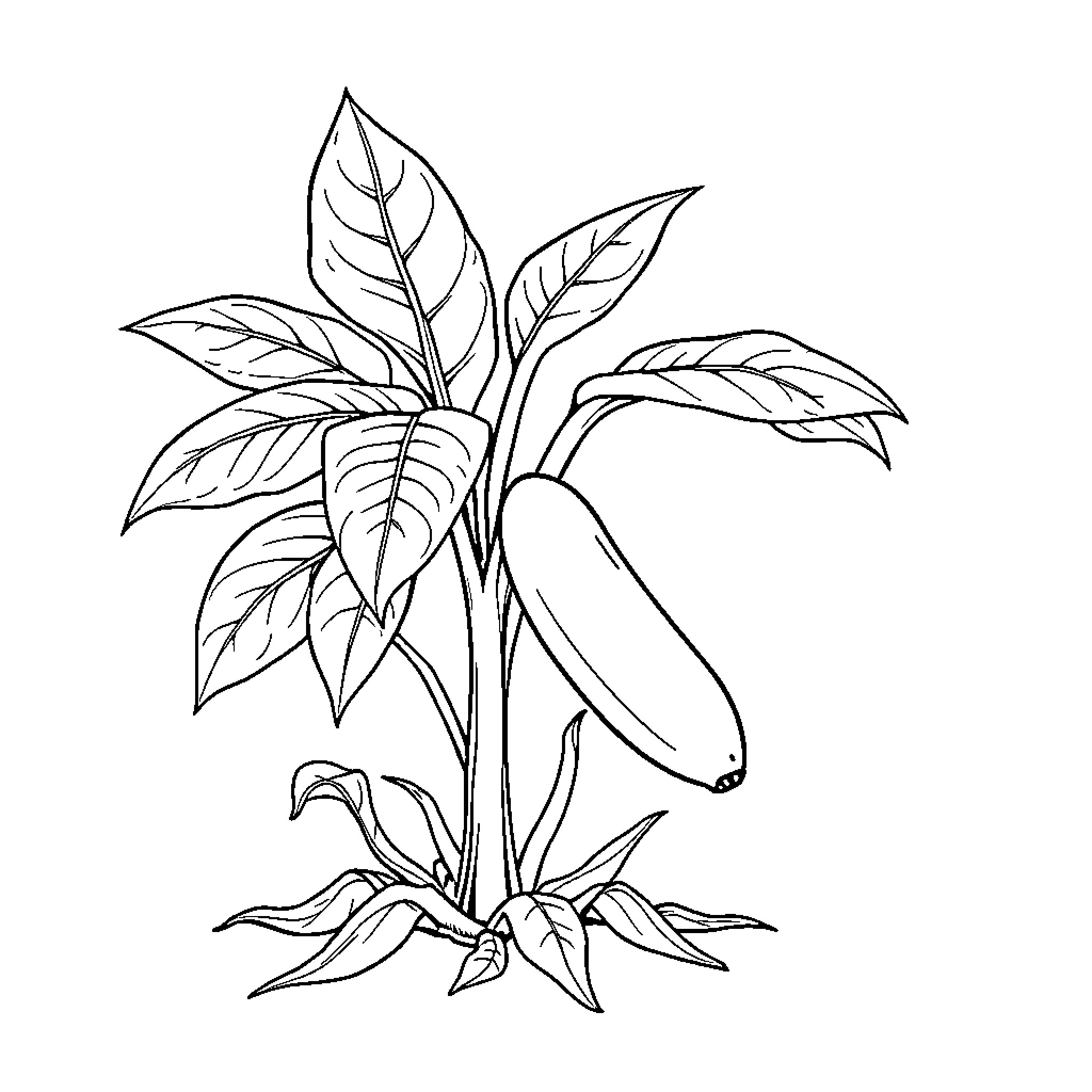 Weed plant with large leaves and a banana Coloring Page (free black-and-white line drawing printable PDF for all, from beginners to advanced learners, including children, teens, adults, and seniors)