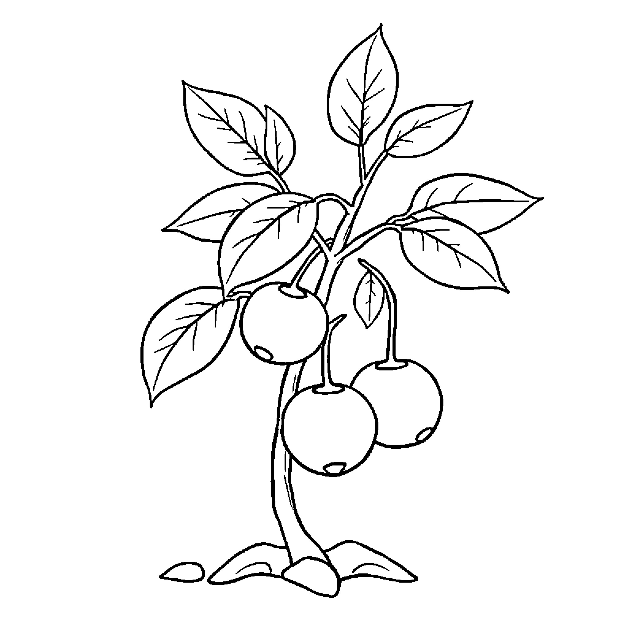 Plum tree with ripe fruit Coloring Page (free black-and-white line drawing printable PDF for all, from beginners to advanced learners, including children, teens, adults, and seniors)