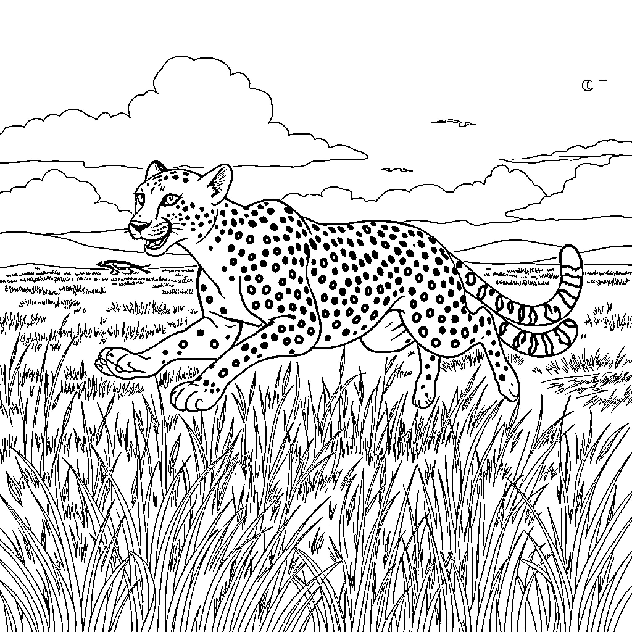 Cheetah hunting in the wild Coloring Page (free black-and-white line drawing printable PDF for all, from beginners to advanced learners, including children, teens, adults, and seniors)