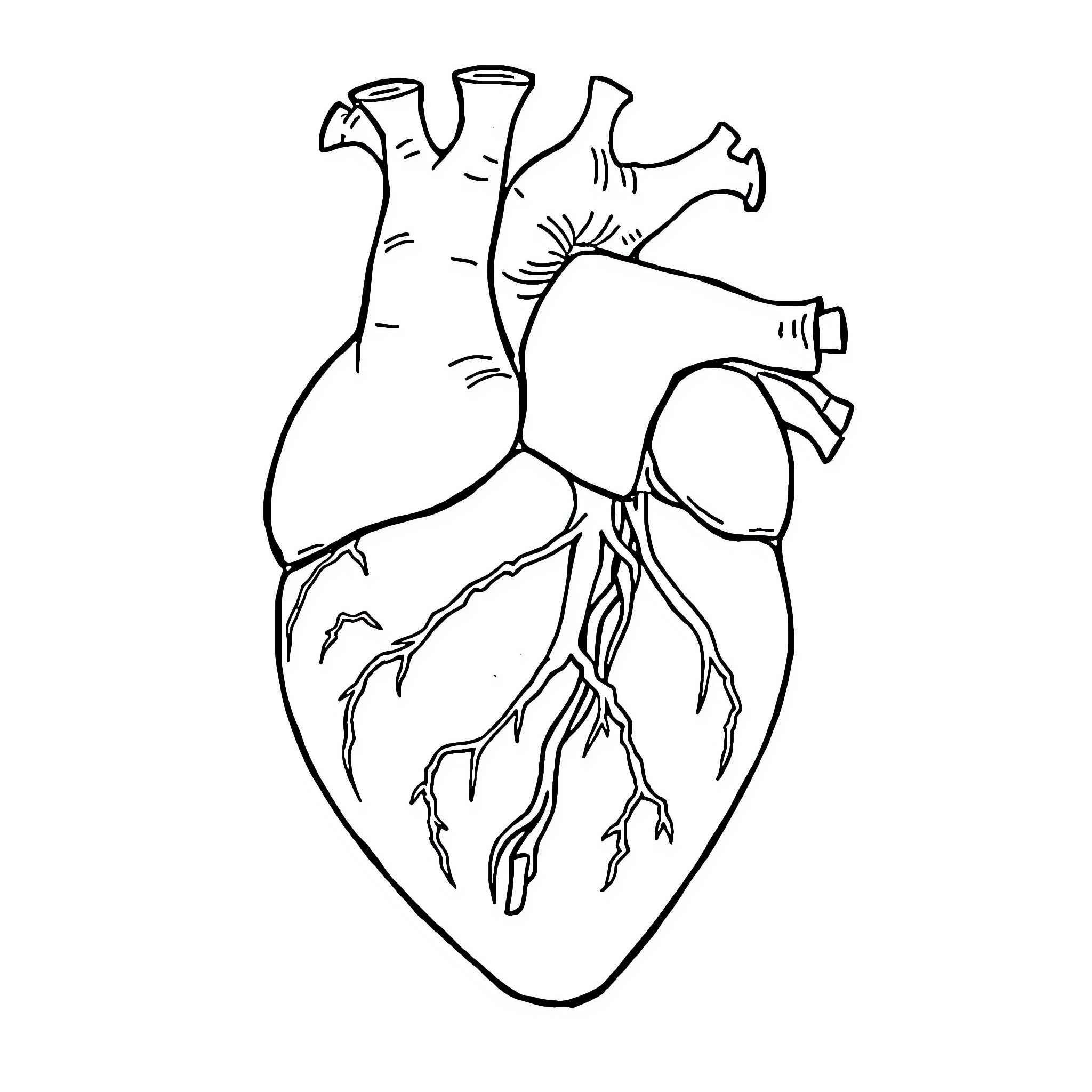 Heart with anatomical details Coloring Page (free black-and-white line drawing printable PDF for all, from beginners to advanced learners, including children, teens, adults, and seniors)