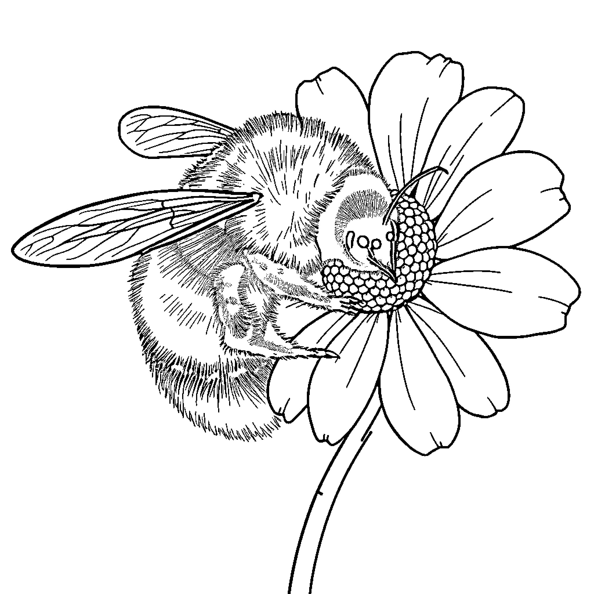 Bumblebee resting on a detailed flower Coloring Page (free black-and-white line drawing printable PDF for all, from beginners to advanced learners, including children, teens, adults, and seniors)