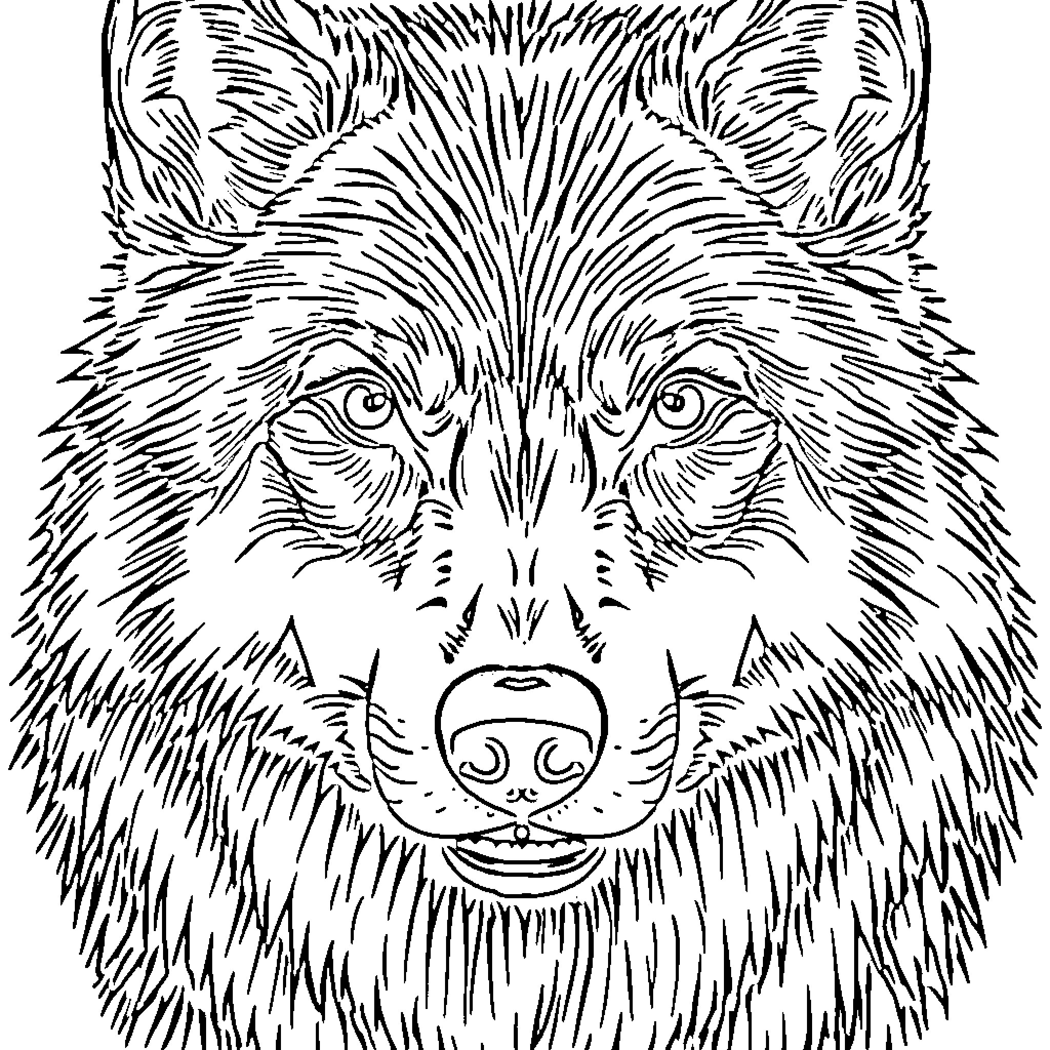 Wolf with intense gaze and detailed fur Coloring Page (free black-and-white line drawing printable PDF for all, from beginners to advanced learners, including children, teens, adults, and seniors)