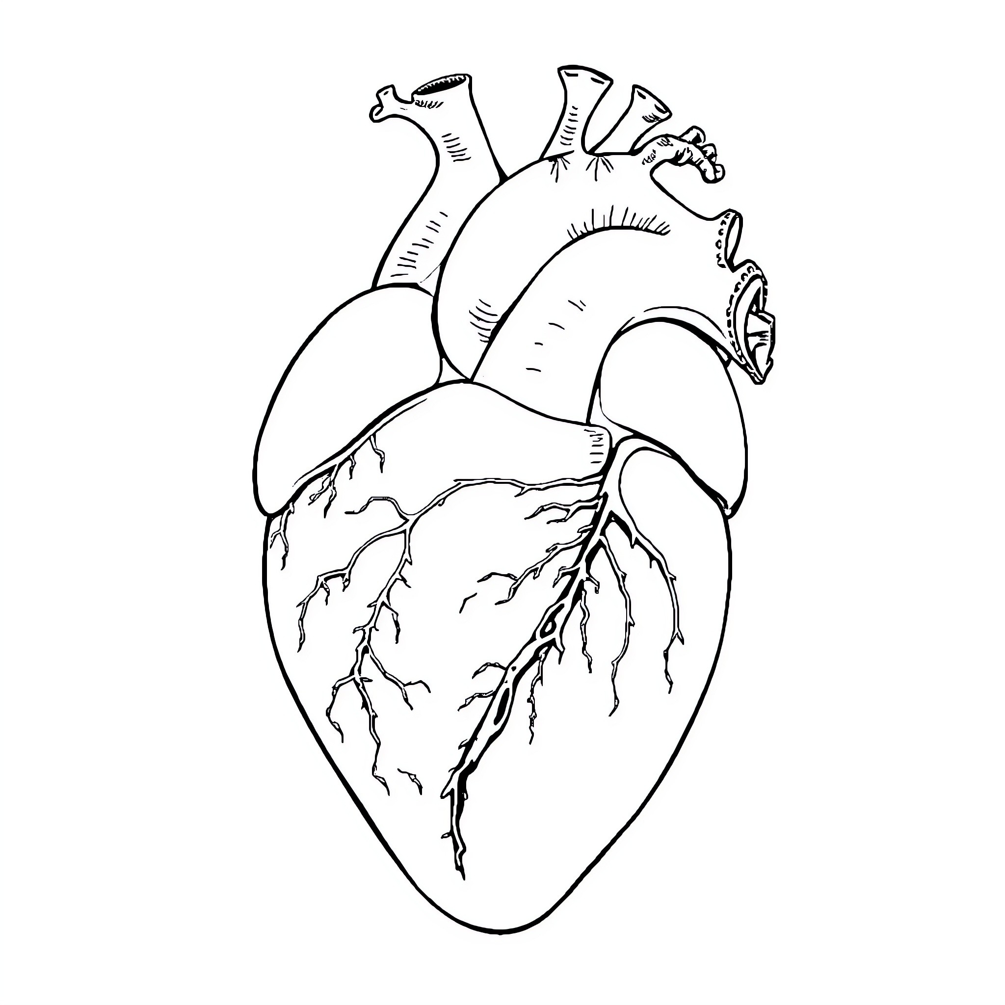 Heart of Anatomical Wonder Coloring Page (free black-and-white line drawing printable PDF for all, from beginners to advanced learners, including children, teens, adults, and seniors)