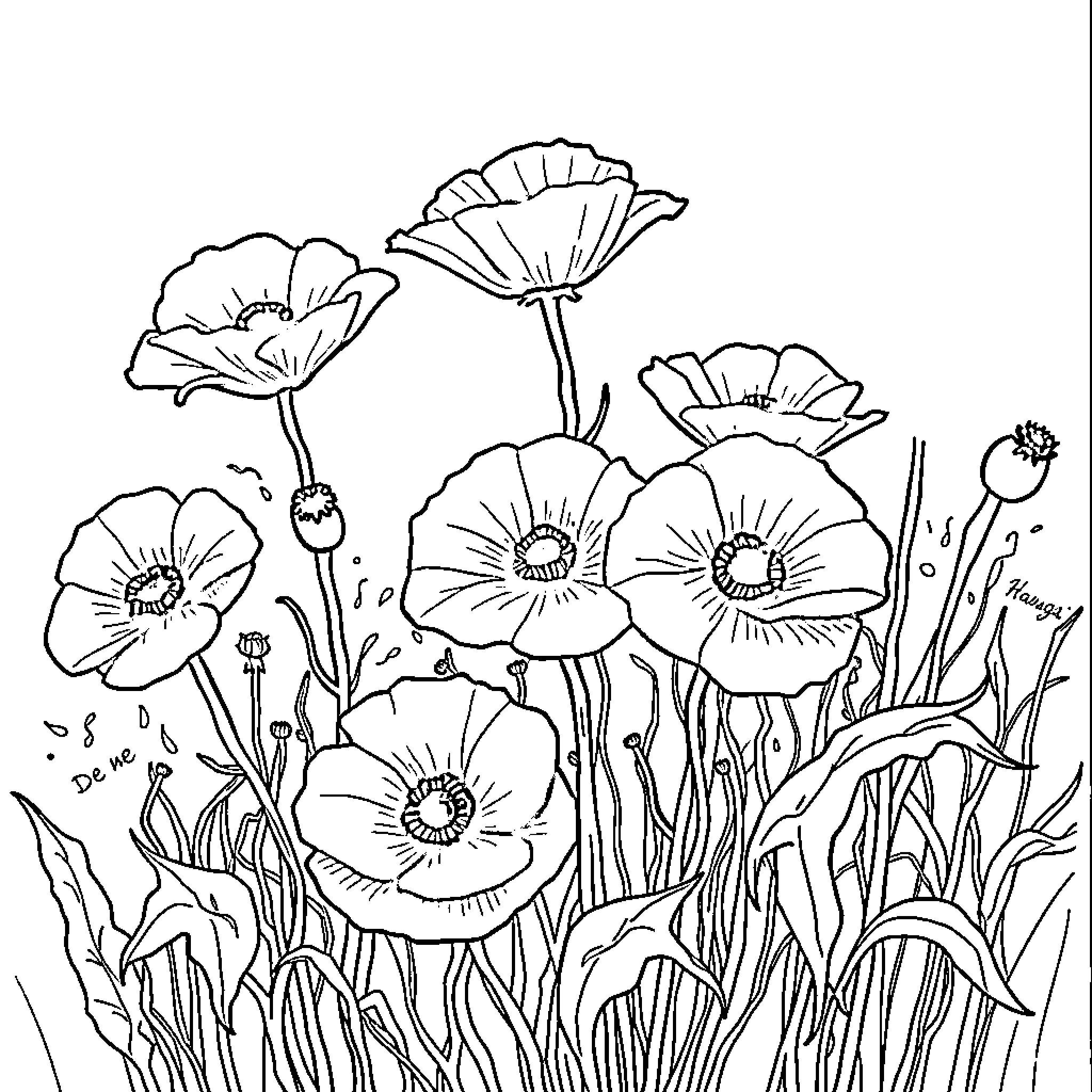 Poppy field with vibrant blooms and lush foliage Coloring Page (free black-and-white line drawing printable PDF for all, from beginners to advanced learners, including children, teens, adults, and seniors)