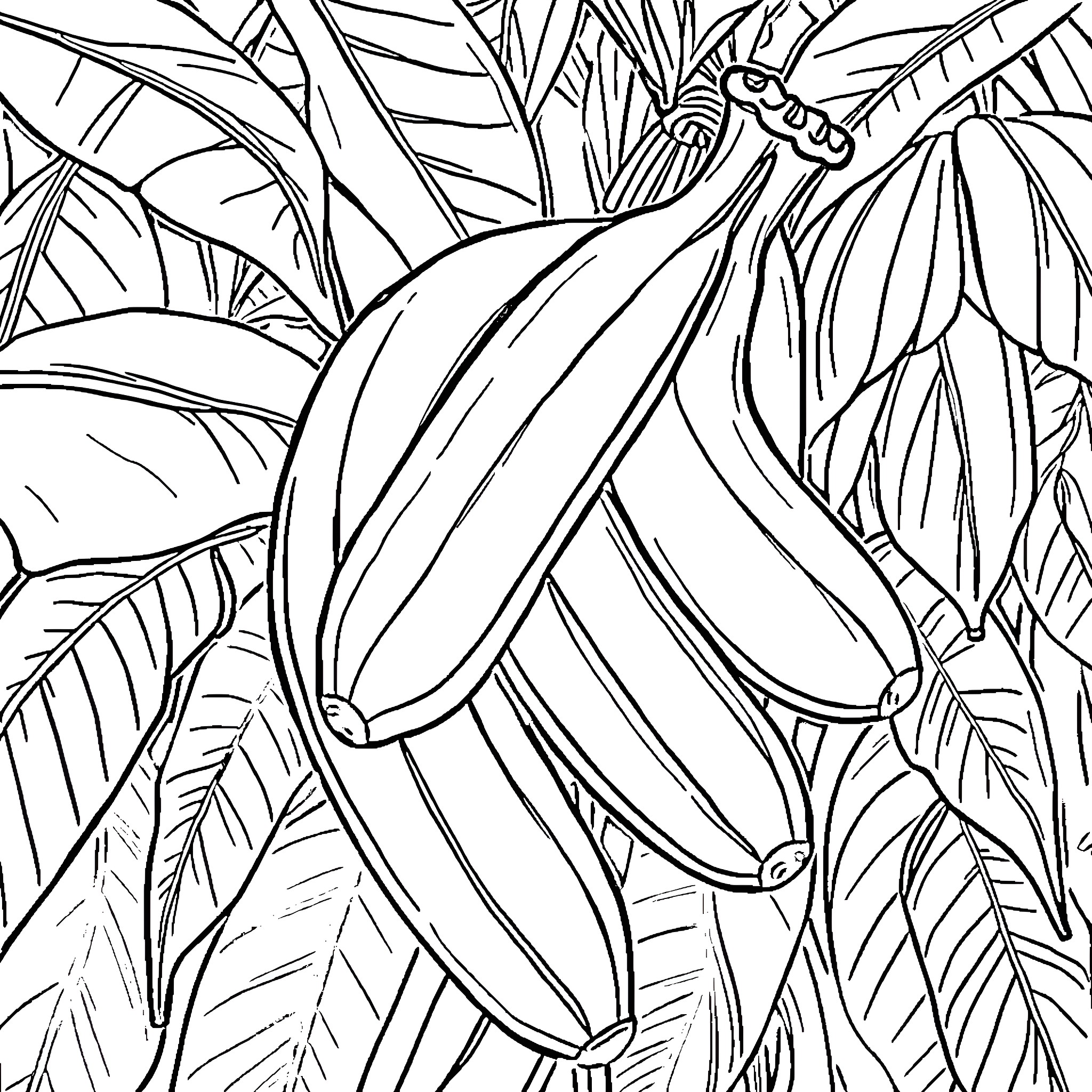 Banana bunch amidst lush tropical foliage Coloring Page (free black-and-white line drawing printable PDF for all, from beginners to advanced learners, including children, teens, adults, and seniors)