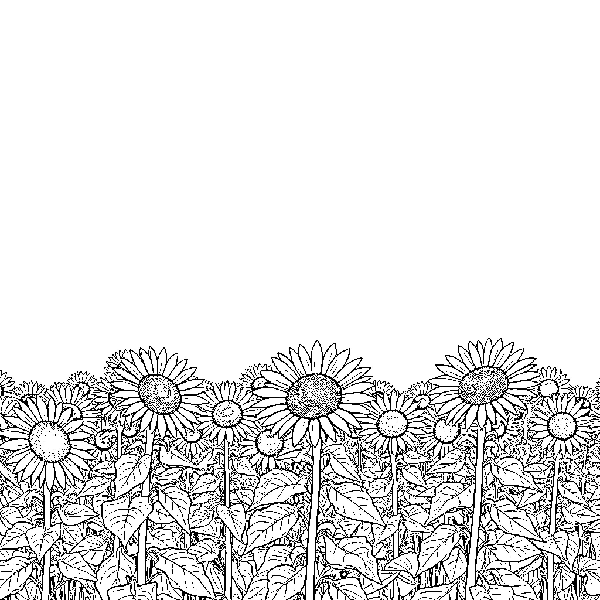 Sunflower field in detailed illustration Coloring Page (free black-and-white line drawing printable PDF for all, from beginners to advanced learners, including children, teens, adults, and seniors)
