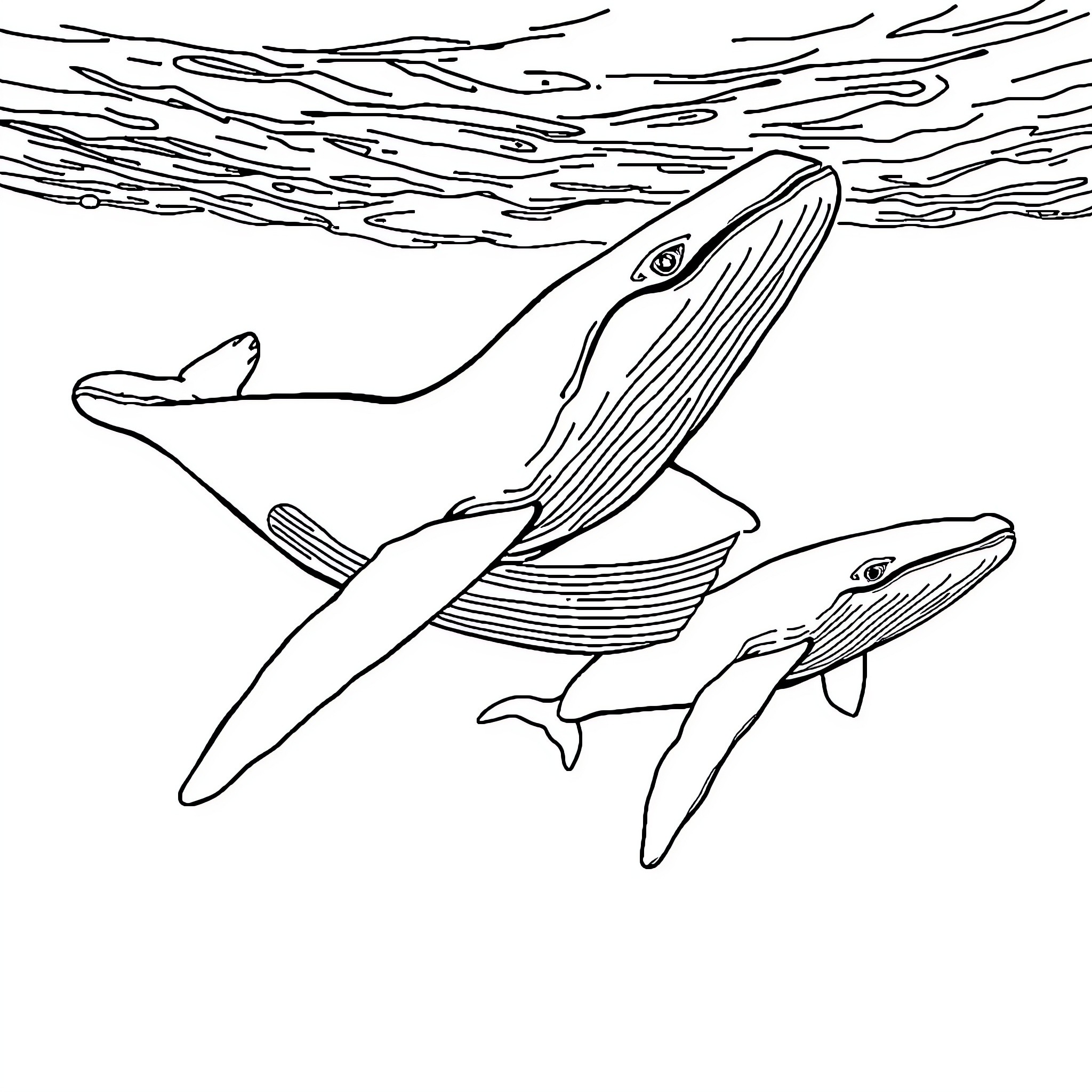Humpback Whales Swimming in the Ocean Coloring Page (free black-and-white line drawing printable PDF for all, from beginners to advanced learners, including children, teens, adults, and seniors)