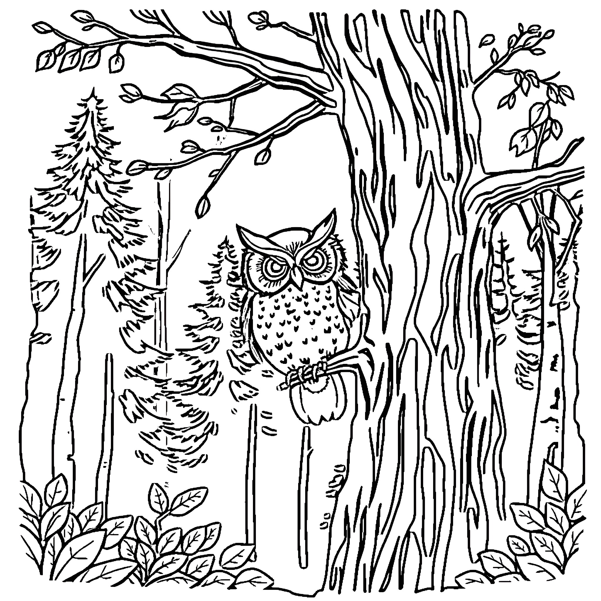 Owl perched on a tree in the forest Coloring Page (free black-and-white line drawing printable PDF for all, from beginners to advanced learners, including children, teens, adults, and seniors)
