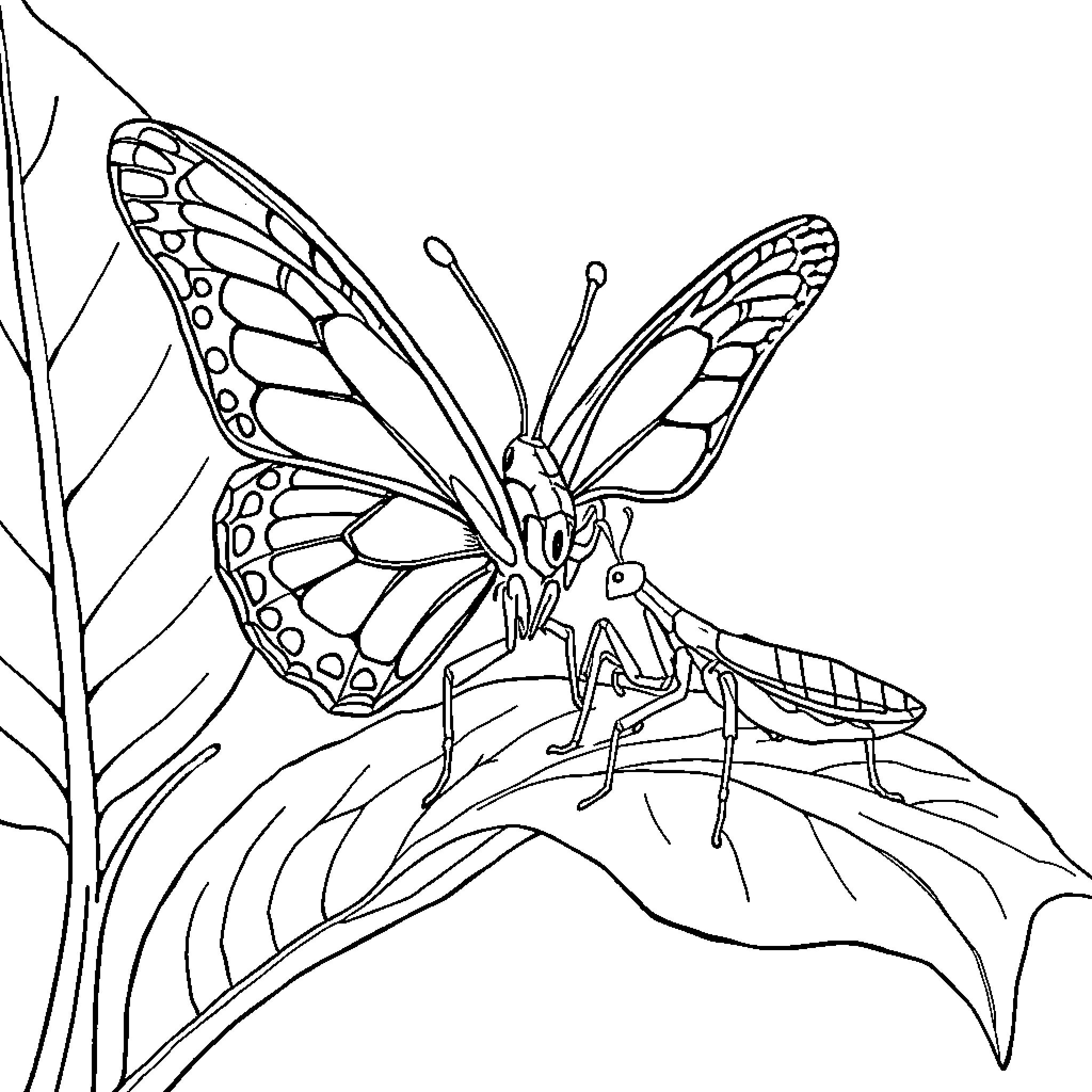 Butterfly resting on a leaf Coloring Page (free black-and-white line drawing printable PDF for all, from beginners to advanced learners, including children, teens, adults, and seniors)