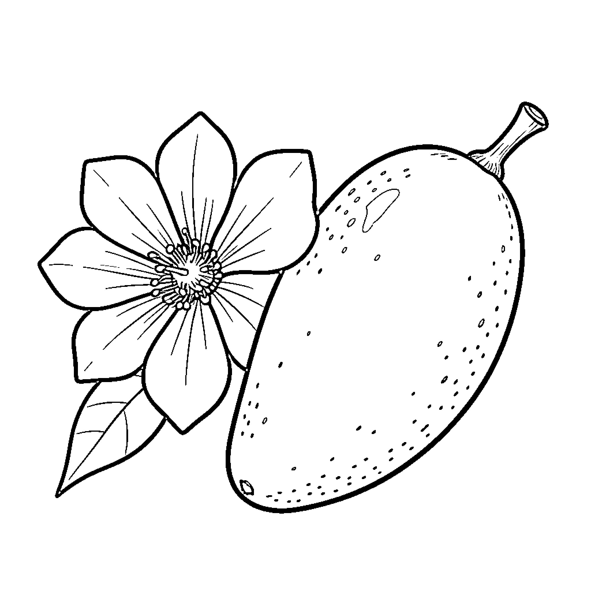 Flower and fruit resting together in a simple arrangement Coloring Page (free black-and-white line drawing printable PDF for all, from beginners to advanced learners, including children, teens, adults, and seniors)