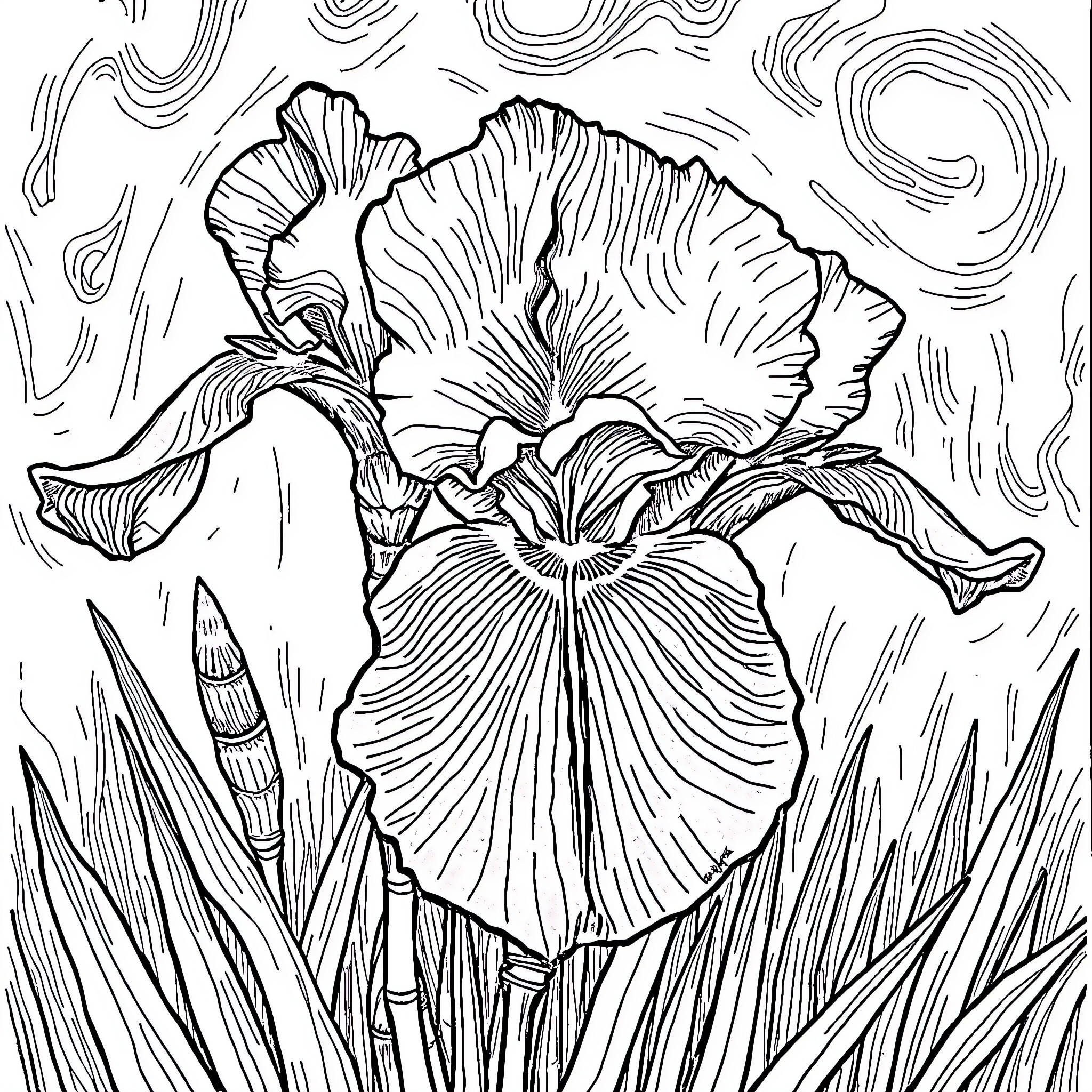 Iris Flower in Artistic Rendering Coloring Page (free black-and-white line drawing printable PDF for all, from beginners to advanced learners, including children, teens, adults, and seniors)