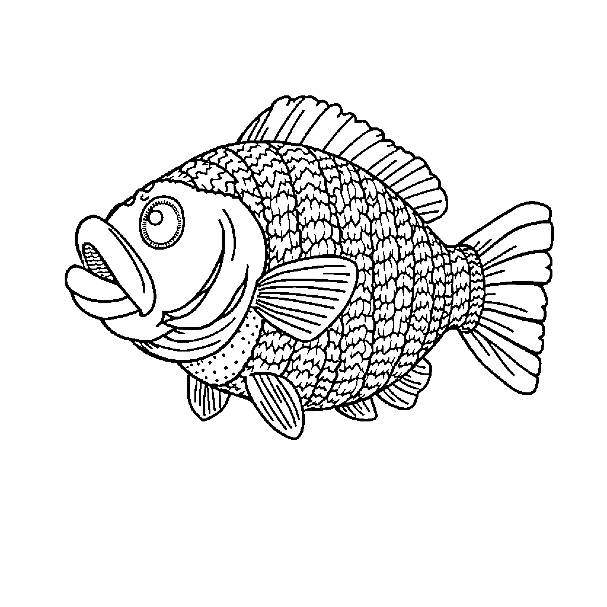 Bass fish with detailed scales and fins Coloring Page (free black-and-white line drawing printable PDF for all, from beginners to advanced learners, including children, teens, adults, and seniors)