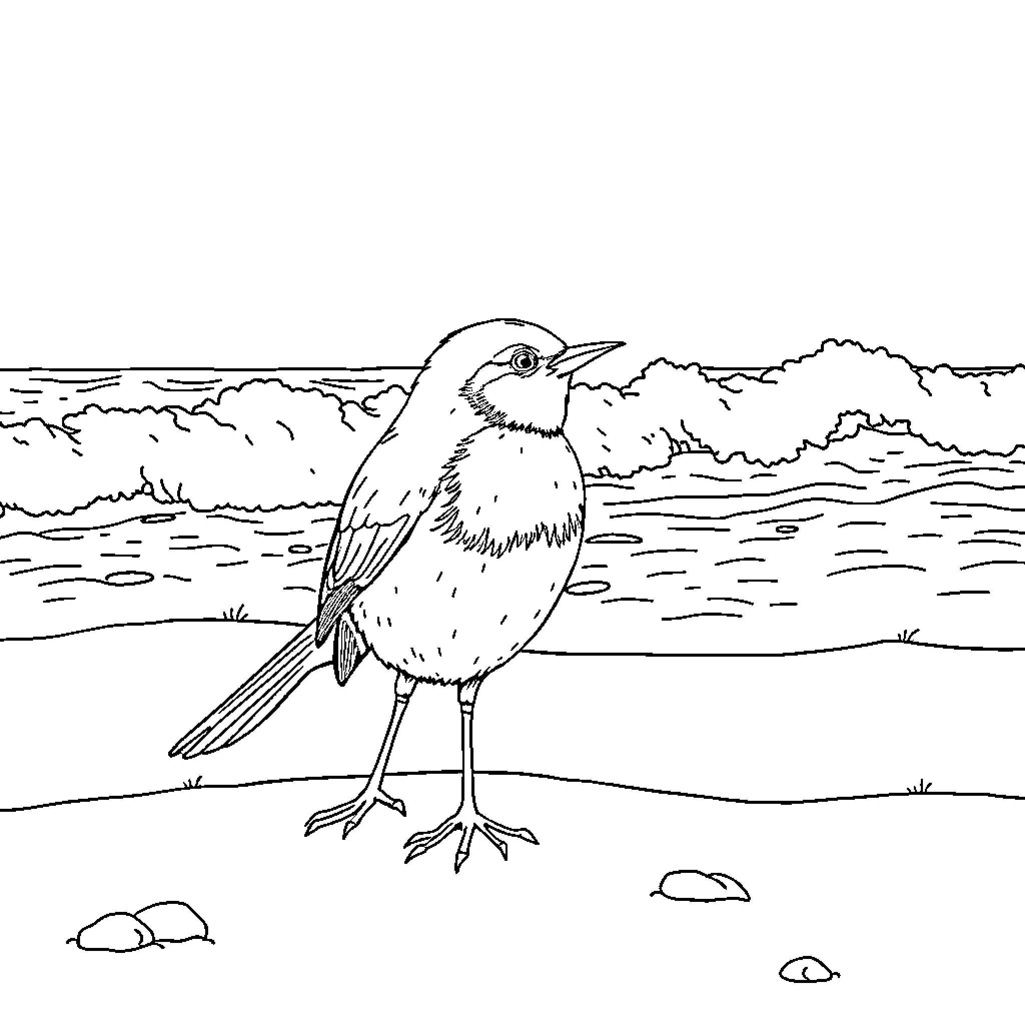 Robin perched in a natural outdoor setting Coloring Page (free black-and-white line drawing printable PDF for all, from beginners to advanced learners, including children, teens, adults, and seniors)