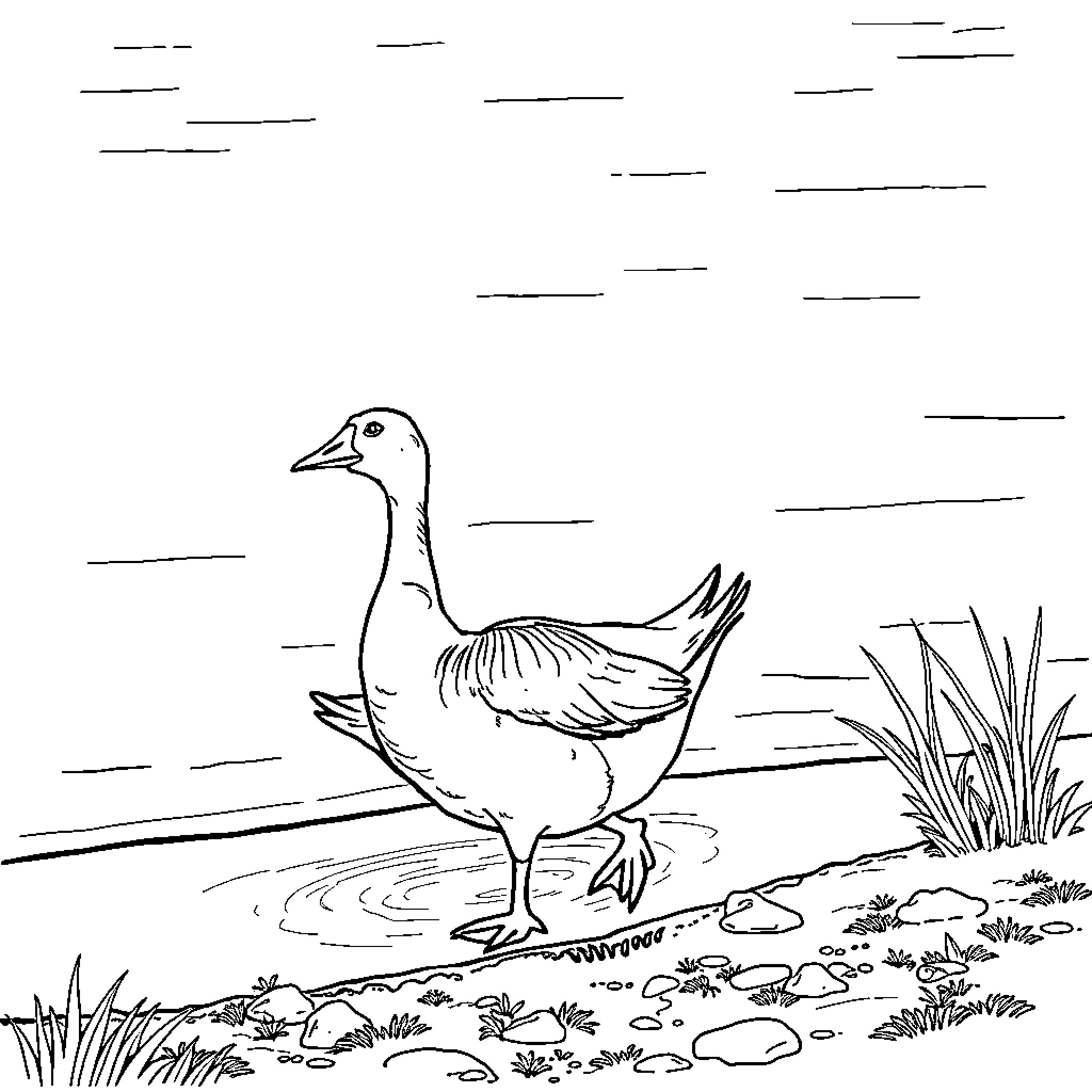 Goose walking on the shore Coloring Page (free black-and-white line drawing printable PDF for all, from beginners to advanced learners, including children, teens, adults, and seniors)