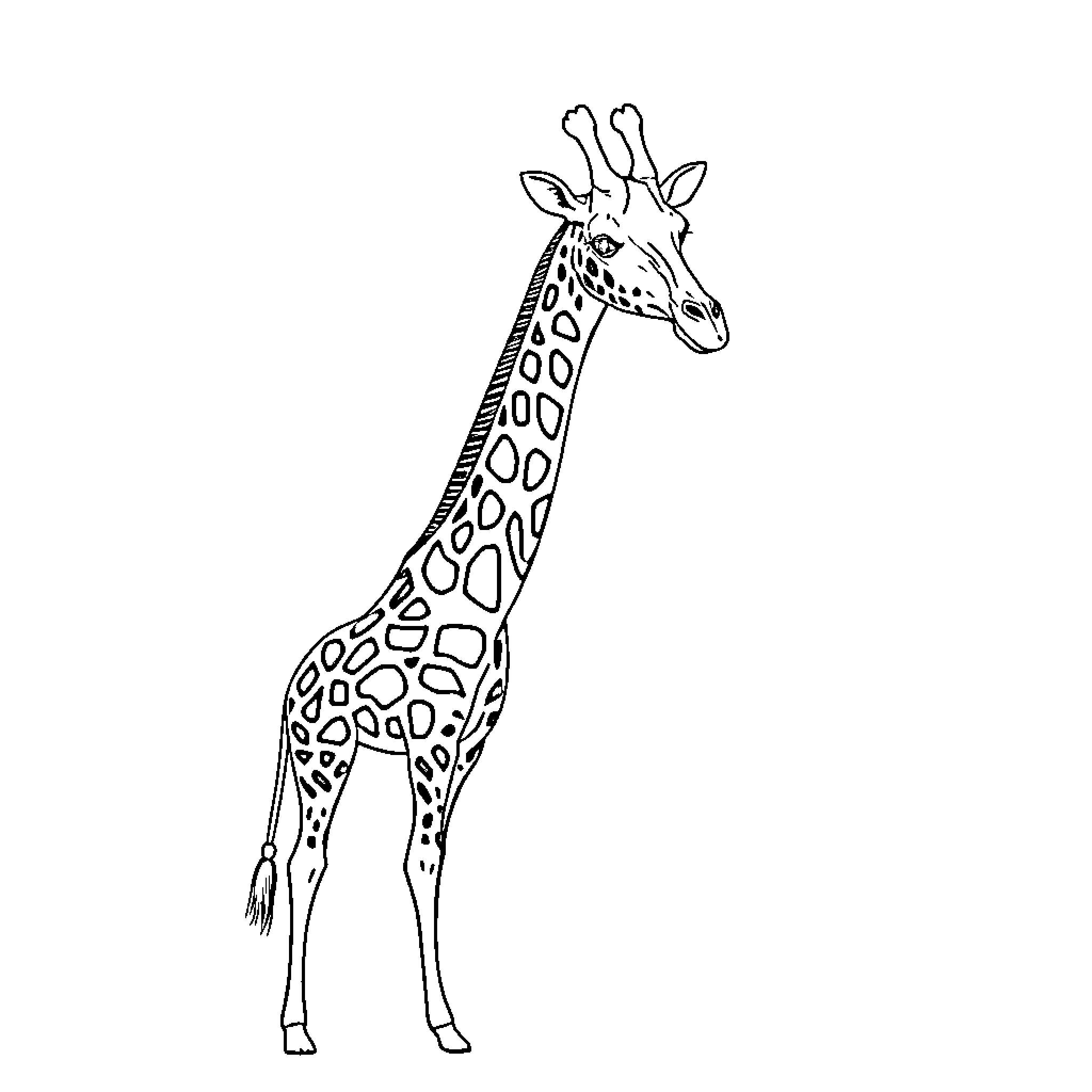 Giraffe standing proudly in profile Coloring Page (free black-and-white line drawing printable PDF for all, from beginners to advanced learners, including children, teens, adults, and seniors)