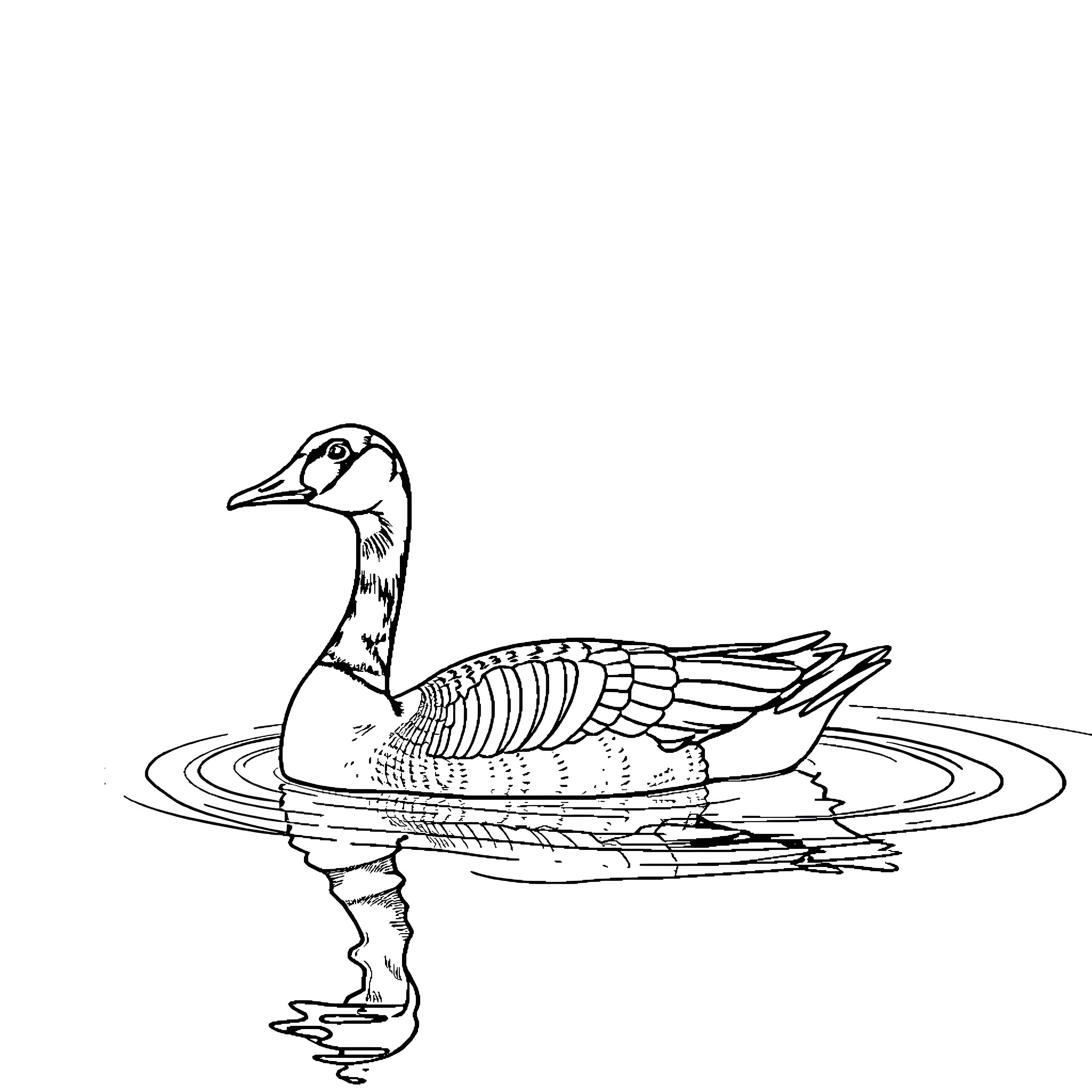 Goose swimming gracefully on pond Coloring Page (free black-and-white line drawing printable PDF for all, from beginners to advanced learners, including children, teens, adults, and seniors)