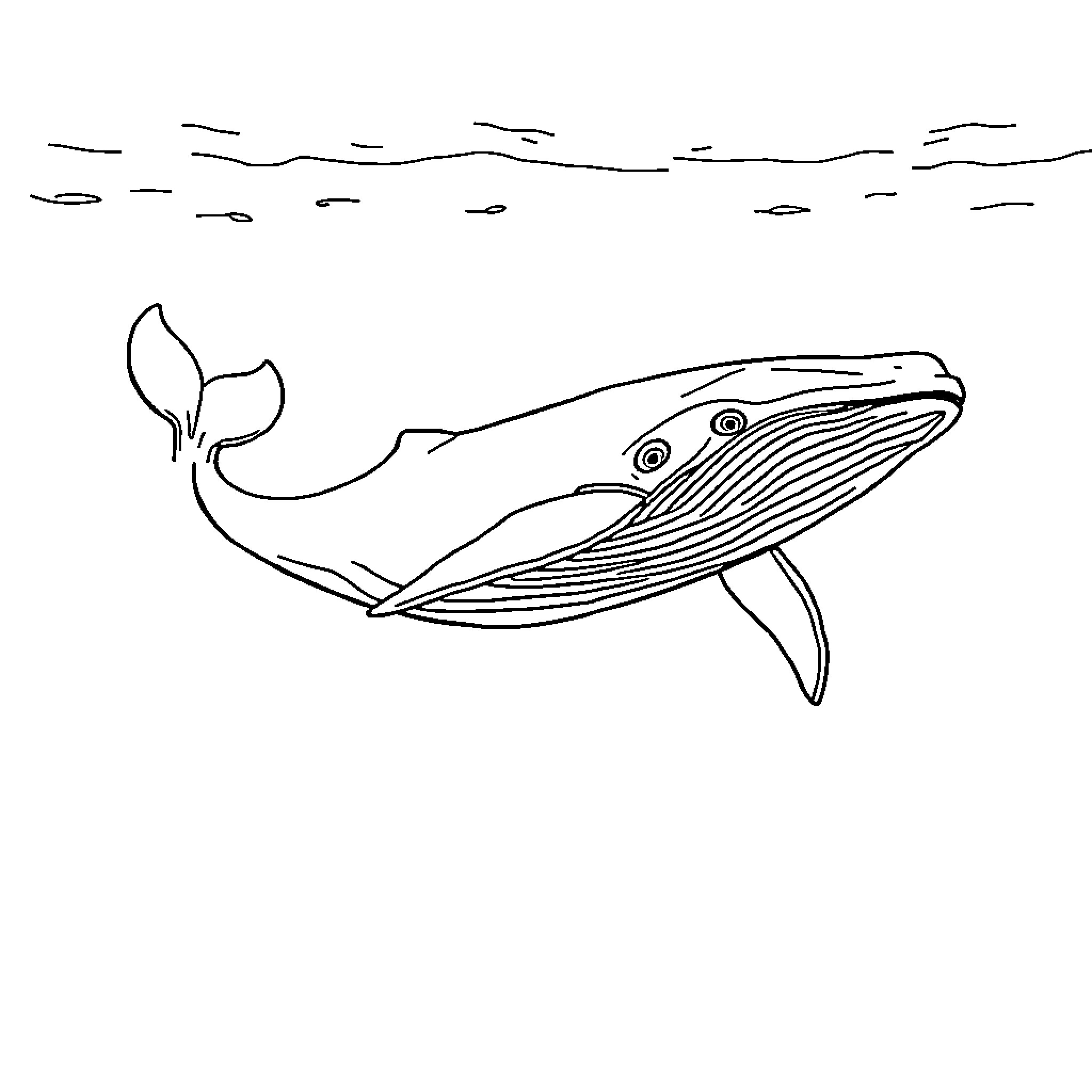 Whale swimming gracefully in the ocean Coloring Page (free black-and-white line drawing printable PDF for all, from beginners to advanced learners, including children, teens, adults, and seniors)