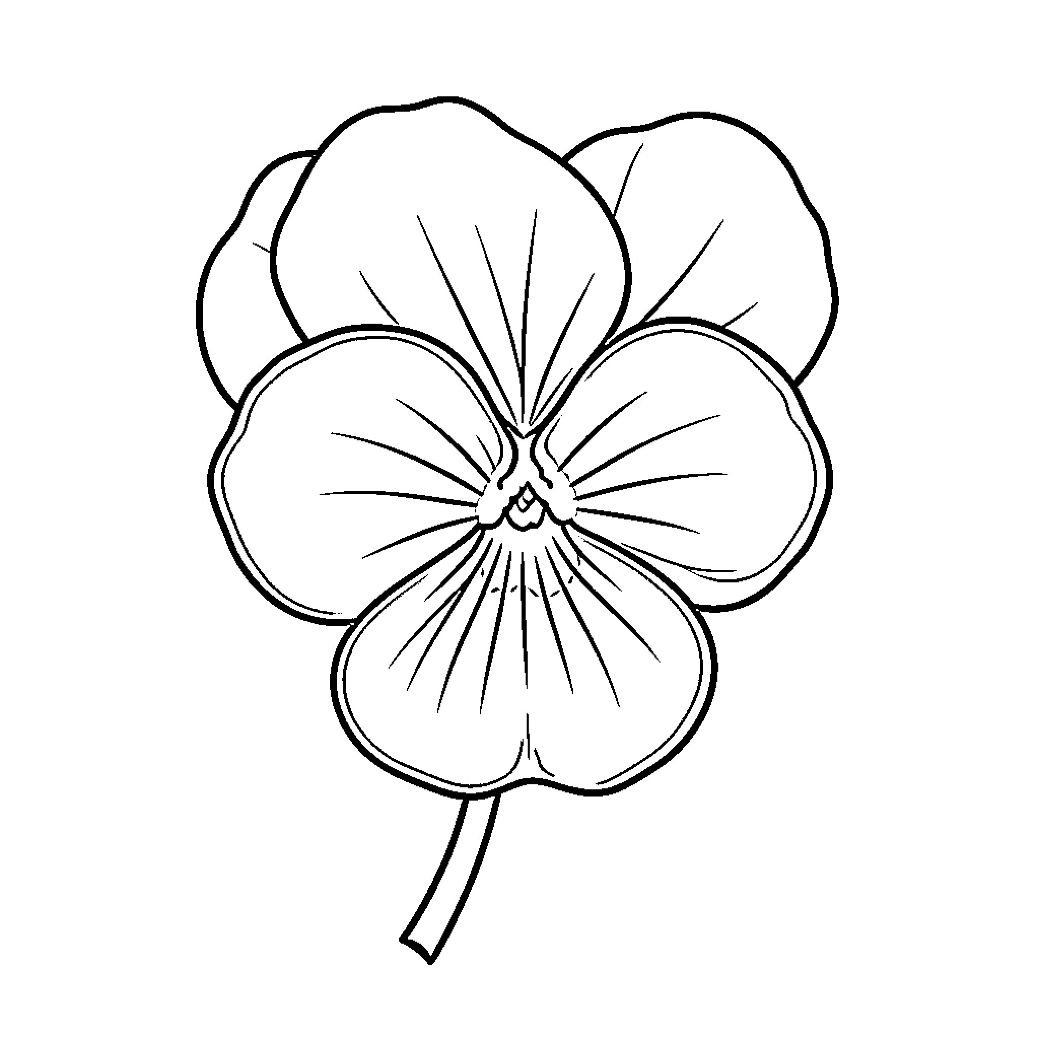 Violet Pansy in Bloom Coloring Page (free black-and-white line drawing printable PDF for all, from beginners to advanced learners, including children, teens, adults, and seniors)