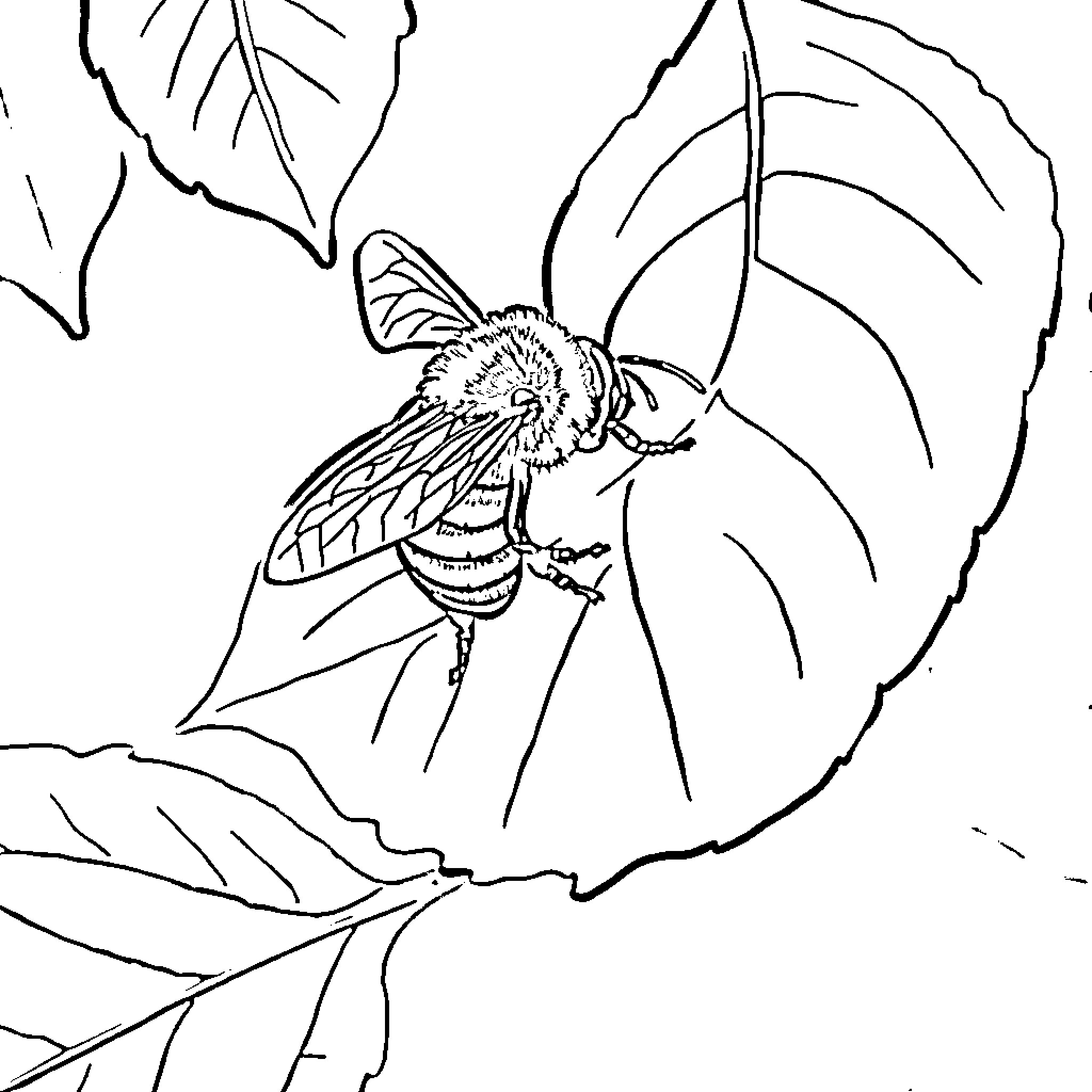 Bee resting amidst lush foliage Coloring Page (free black-and-white line drawing printable PDF for all, from beginners to advanced learners, including children, teens, adults, and seniors)