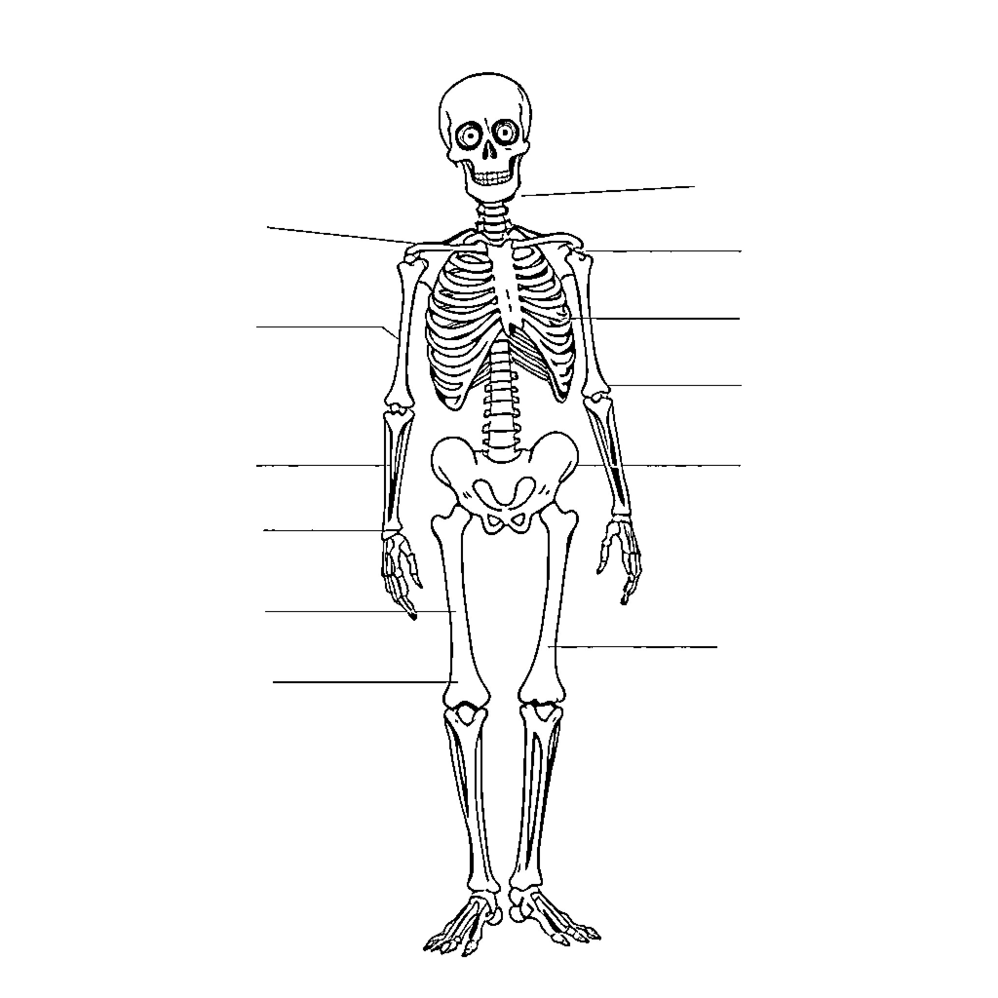 Skeleton figure with anatomical labels Coloring Page (free black-and-white line drawing printable PDF for all, from beginners to advanced learners, including children, teens, adults, and seniors)