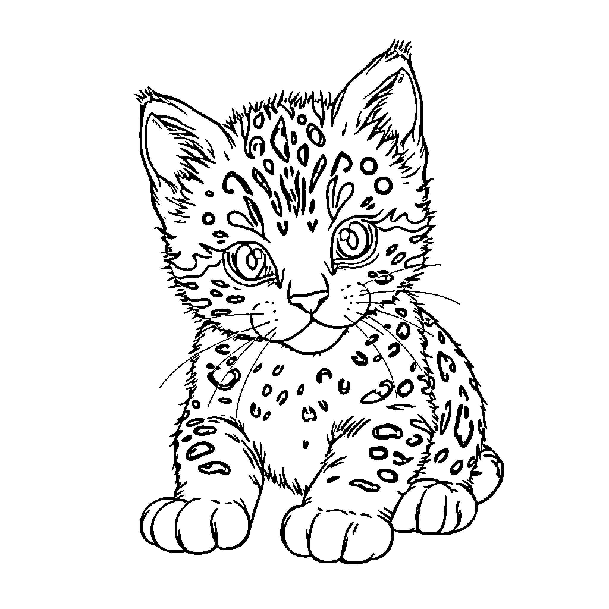 Kitten with distinctive markings and playful expression Coloring Page (free black-and-white line drawing printable PDF for all, from beginners to advanced learners, including children, teens, adults, and seniors)