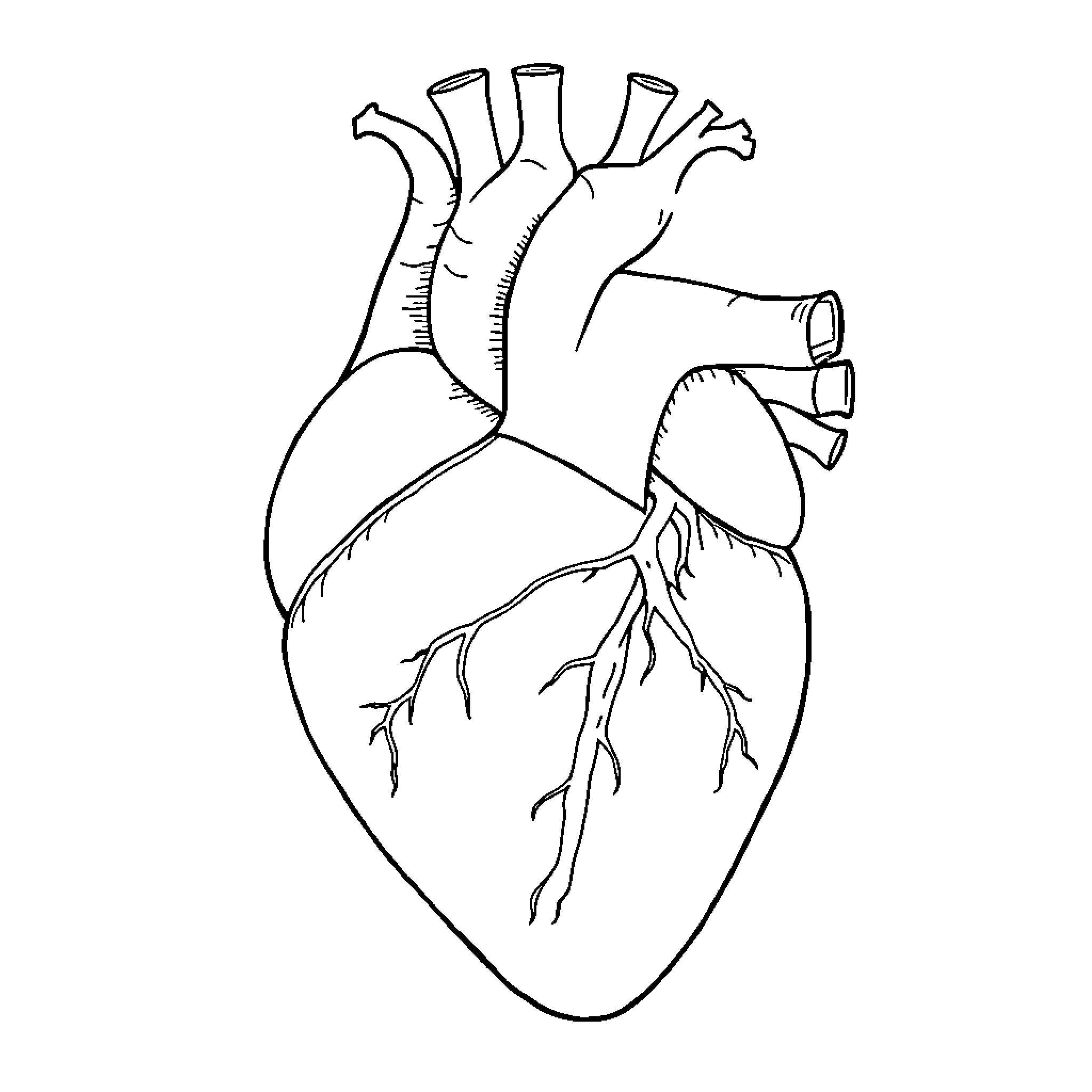 Heart anatomical drawing Coloring Page (free black-and-white line drawing printable PDF for all, from beginners to advanced learners, including children, teens, adults, and seniors)