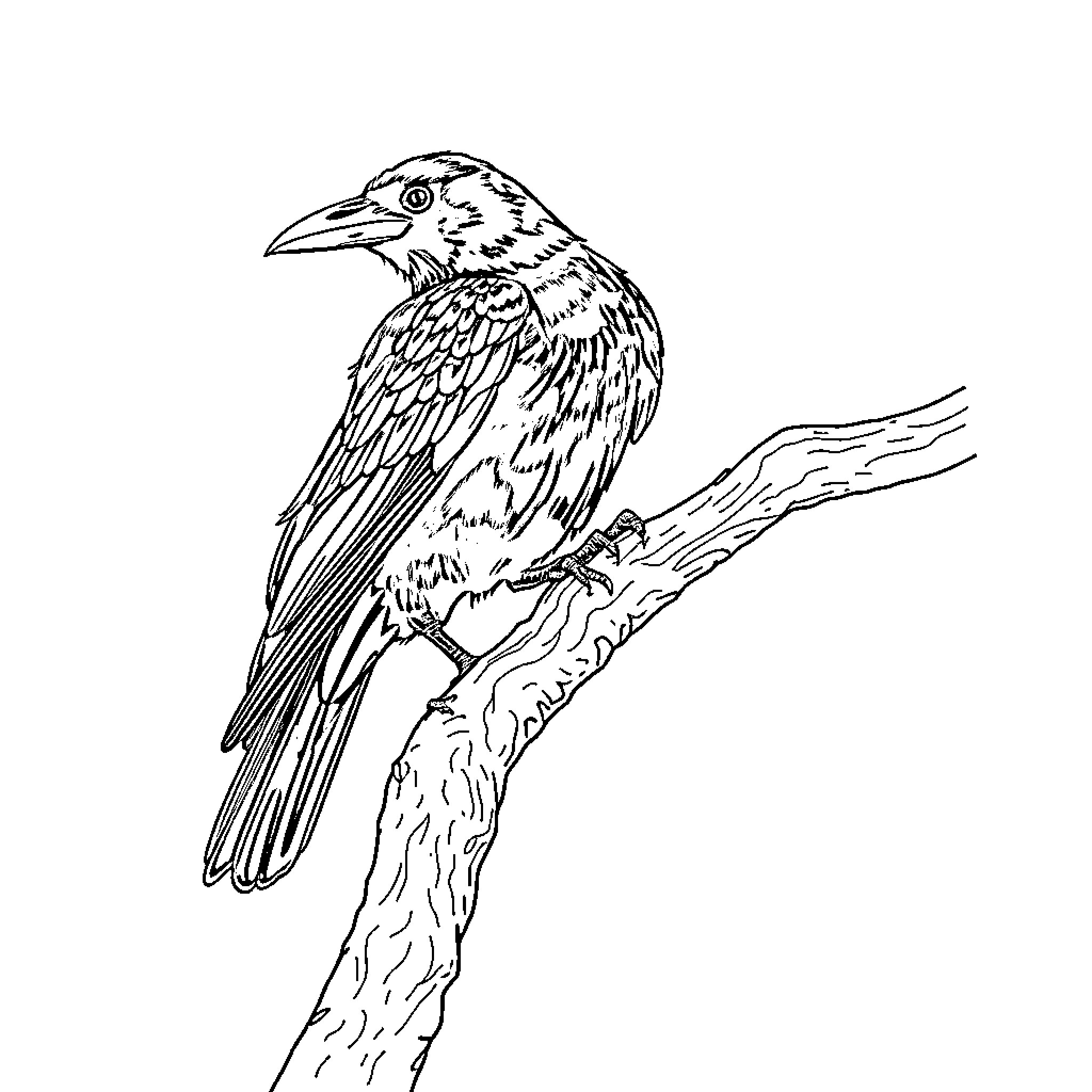 Raven perched on a tree branch Coloring Page (free black-and-white line drawing printable PDF for all, from beginners to advanced learners, including children, teens, adults, and seniors)