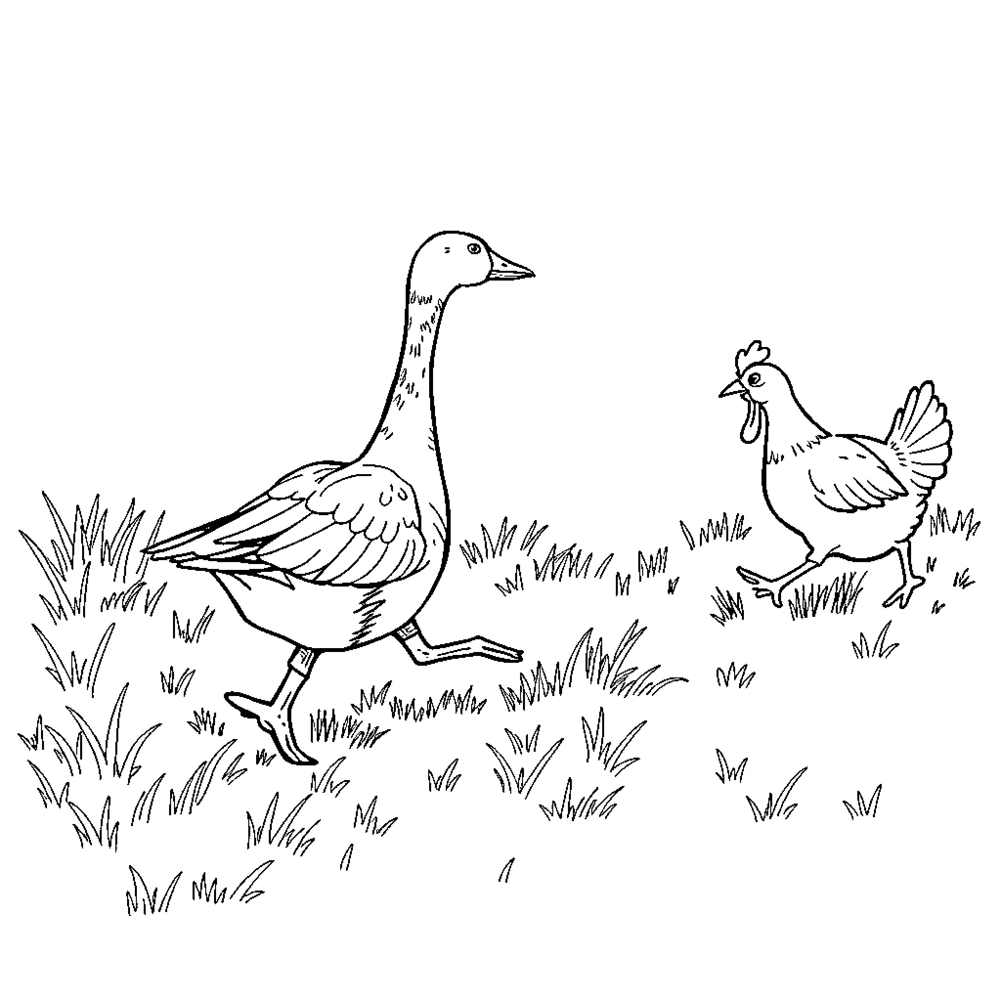 Goose and Chicken Strolling in the Grass Coloring Page (free black-and-white line drawing printable PDF for all, from beginners to advanced learners, including children, teens, adults, and seniors)