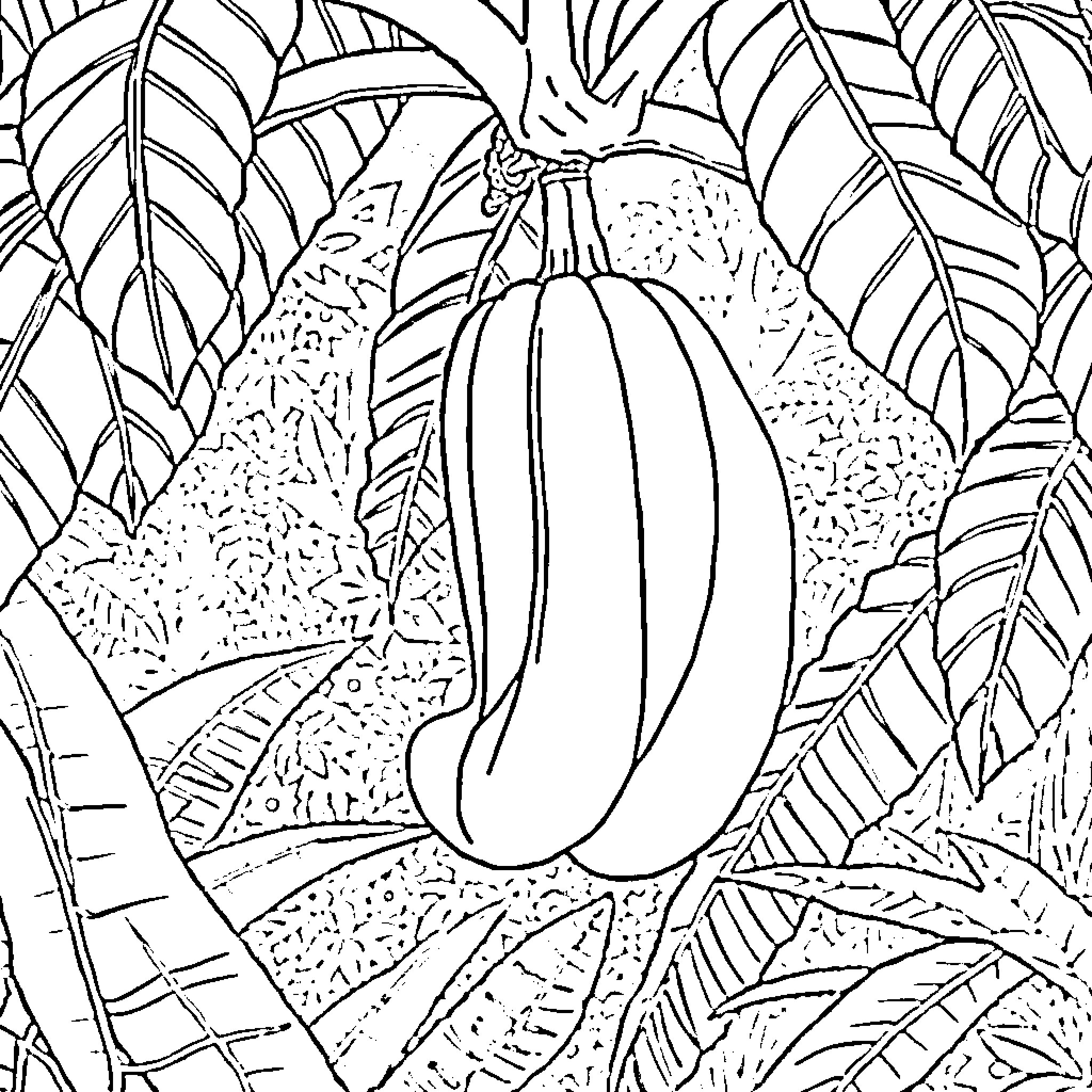 Banana in Tropical Foliage Coloring Page (free black-and-white line drawing printable PDF for all, from beginners to advanced learners, including children, teens, adults, and seniors)