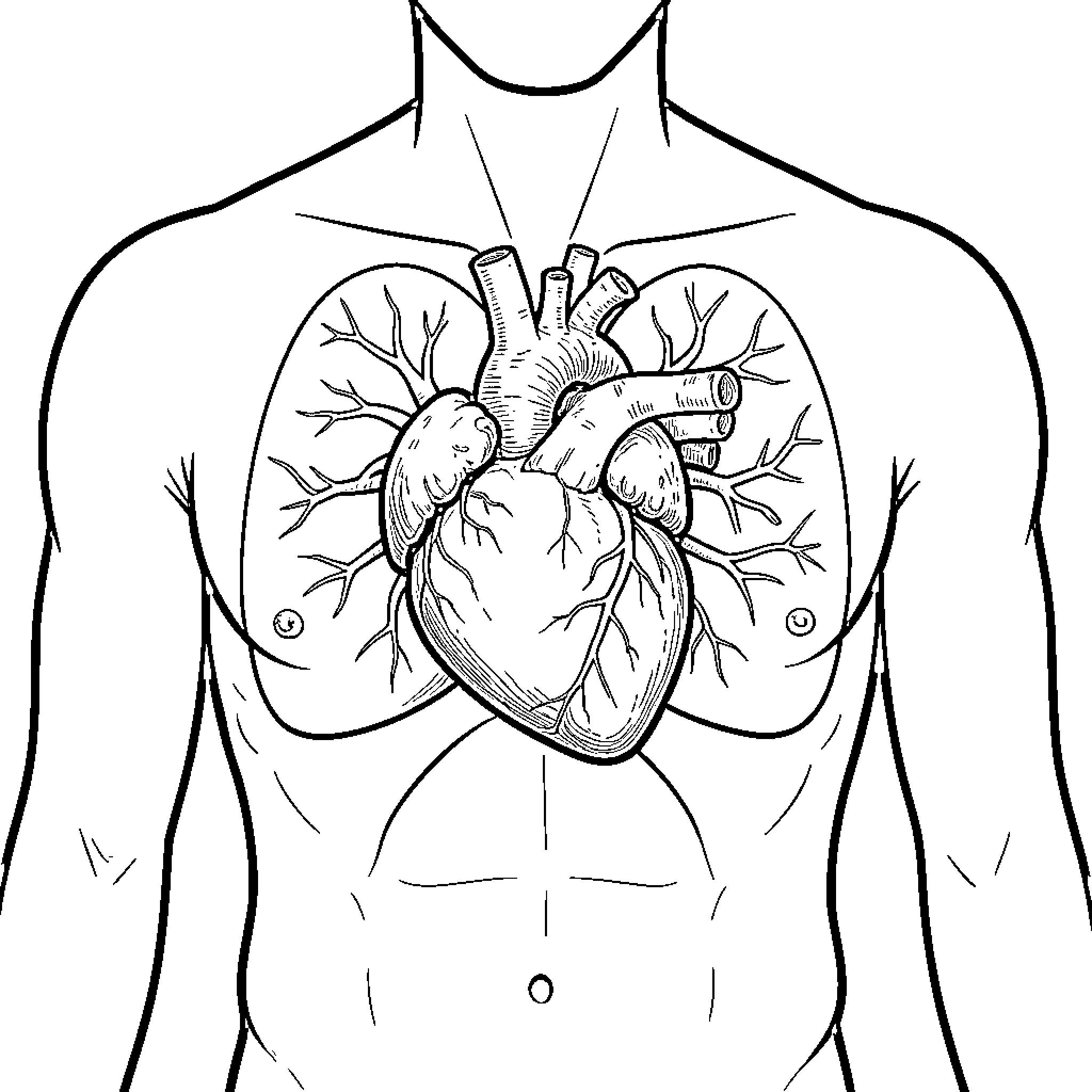 Heart anatomy revealed in human body illustration Coloring Page (free black-and-white line drawing printable PDF for all, from beginners to advanced learners, including children, teens, adults, and seniors)