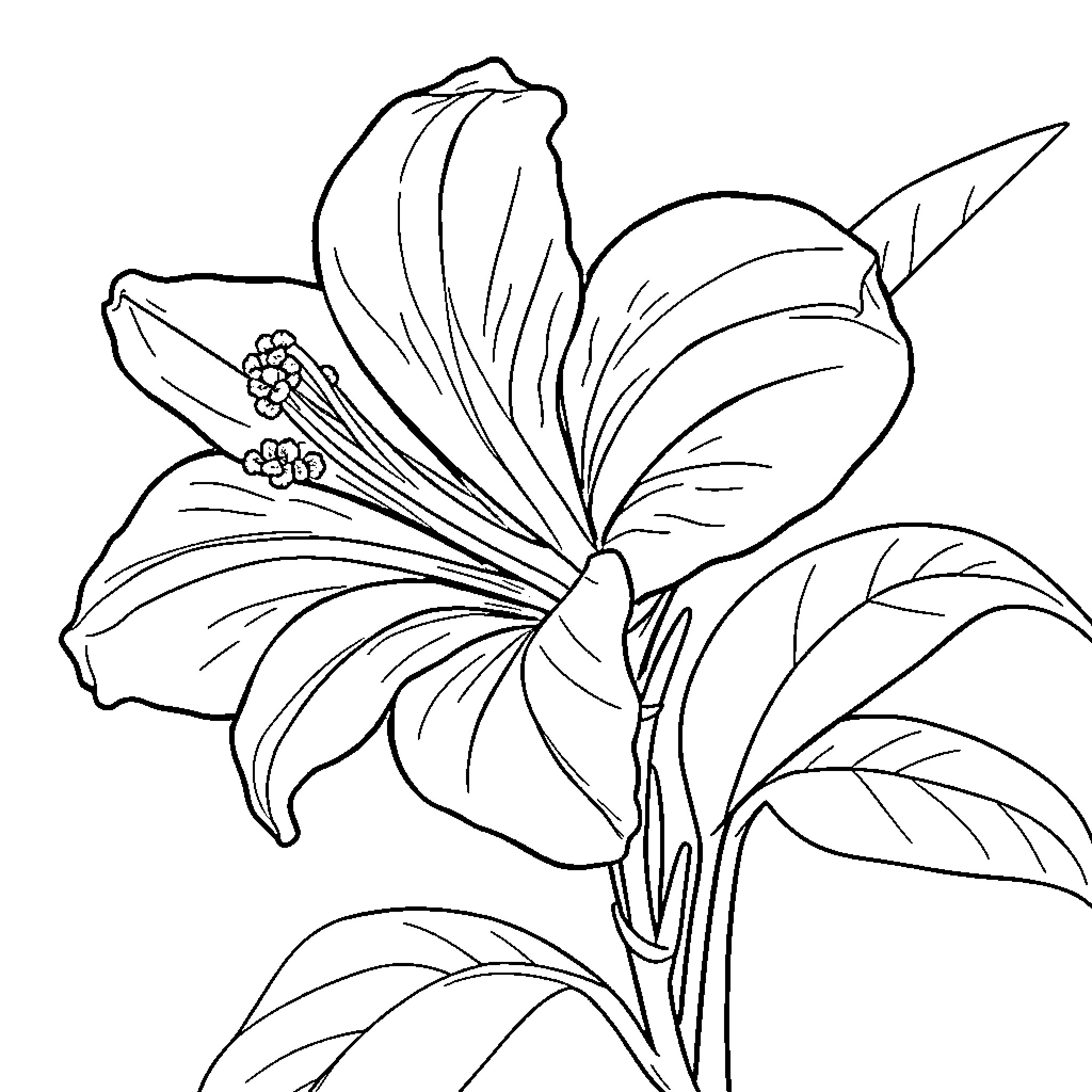 Rose Blooming Vibrant Flower Illustration Coloring Page (free black-and-white line drawing printable PDF for all, from beginners to advanced learners, including children, teens, adults, and seniors)