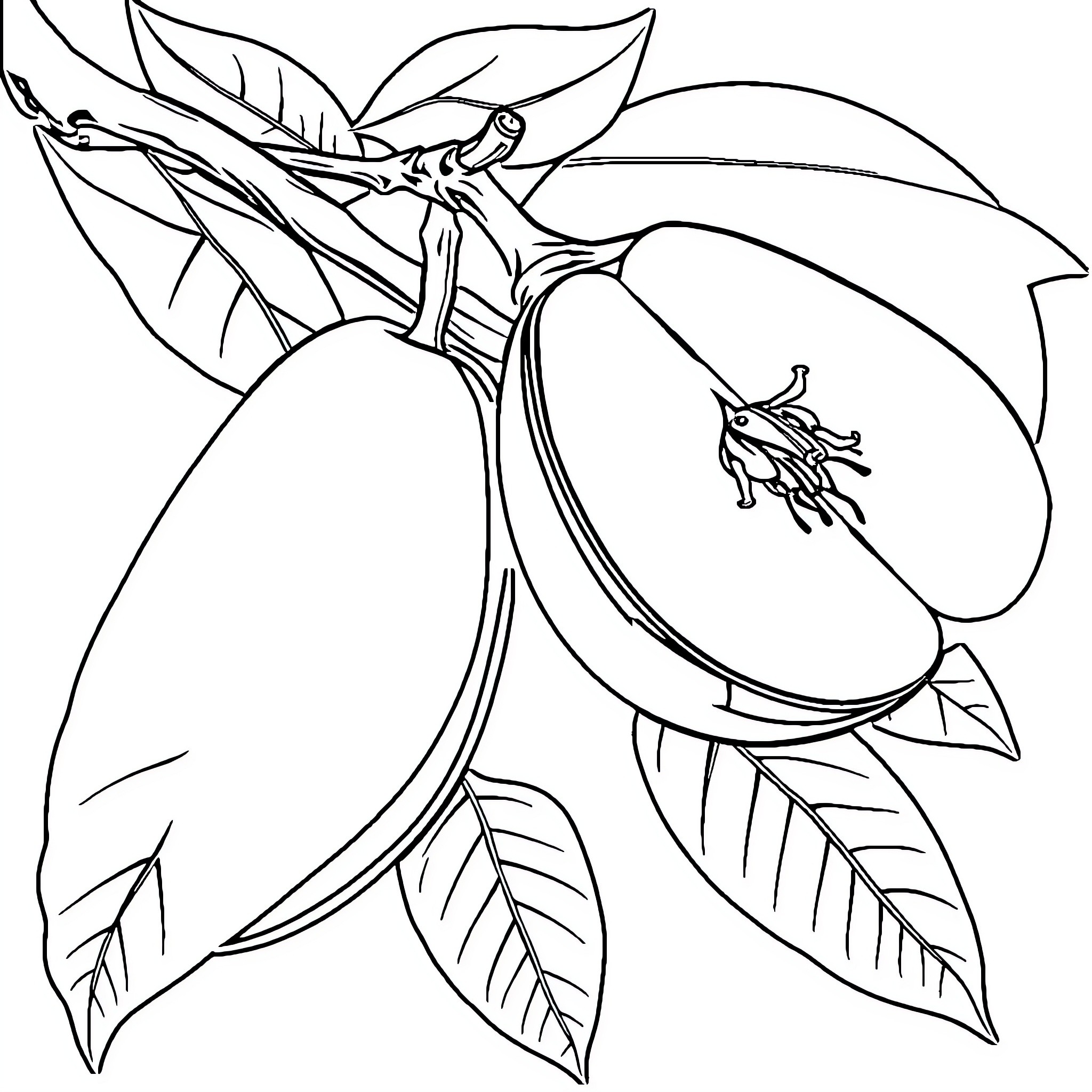 Banana fruit with leaves and flowers Coloring Page (free black-and-white line drawing printable PDF for all, from beginners to advanced learners, including children, teens, adults, and seniors)