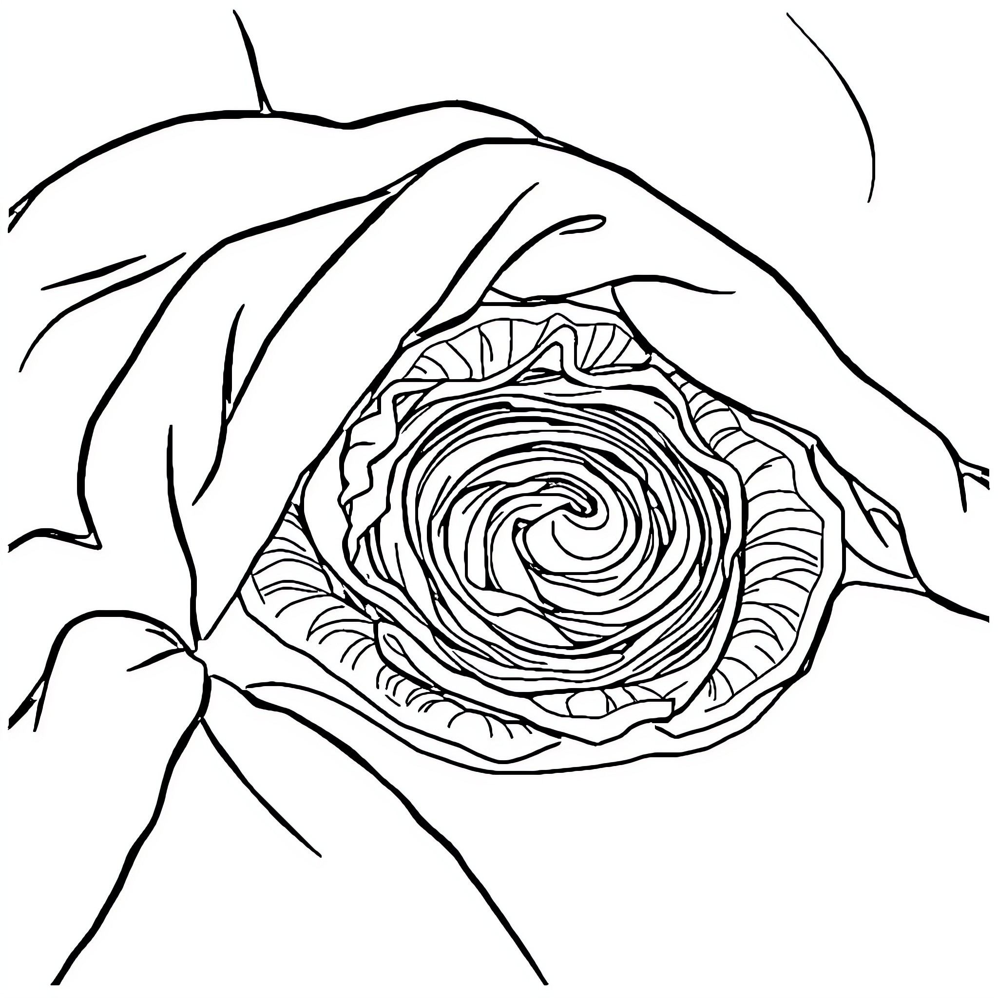 Cabbage swirling in nature's embrace Coloring Page (free black-and-white line drawing printable PDF for all, from beginners to advanced learners, including children, teens, adults, and seniors)