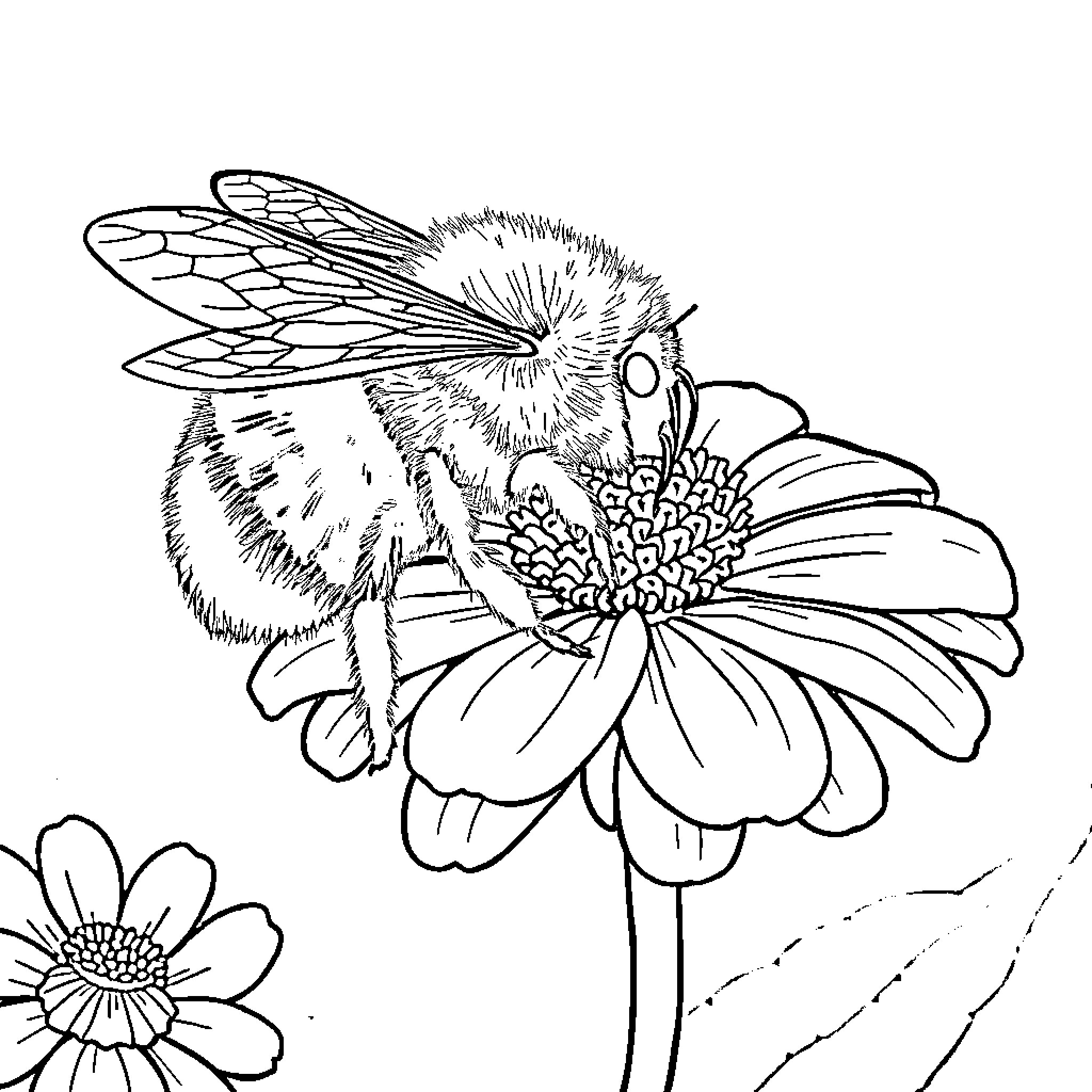 Bumblebee pollinating a vibrant flower Coloring Page (free black-and-white line drawing printable PDF for all, from beginners to advanced learners, including children, teens, adults, and seniors)
