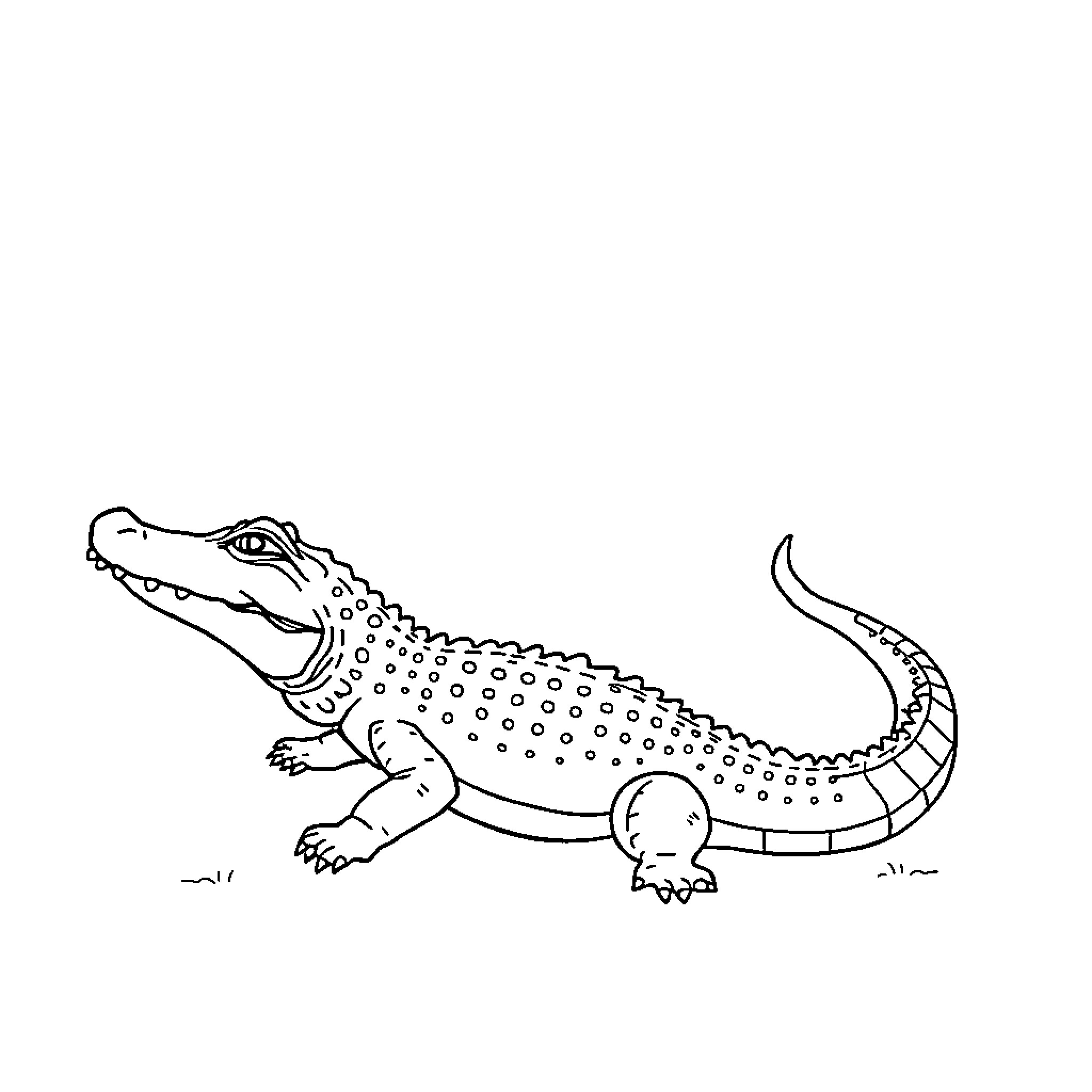 Alligator resting on grassy terrain Coloring Page (free black-and-white line drawing printable PDF for all, from beginners to advanced learners, including children, teens, adults, and seniors)