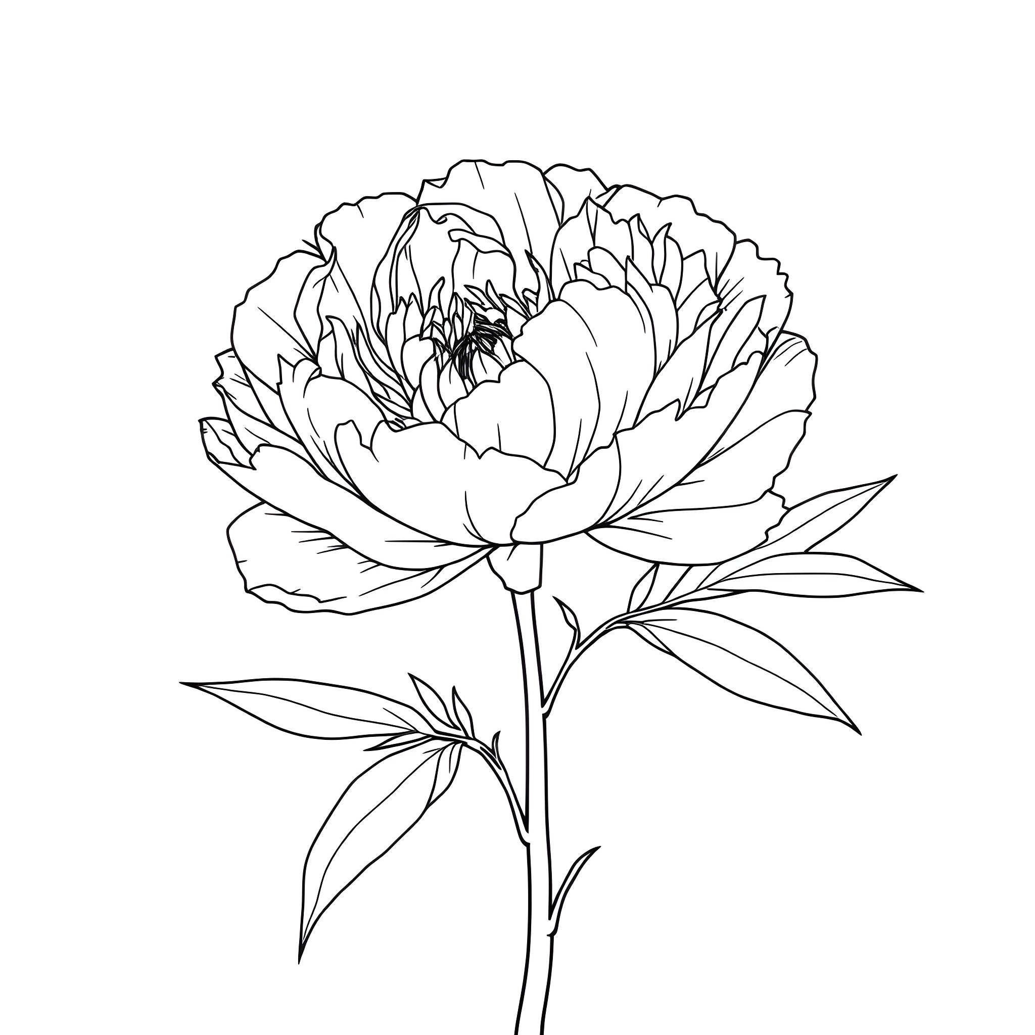 Peony flower in simple line art Coloring Page (free black-and-white line drawing printable PDF for all, from beginners to advanced learners, including children, teens, adults, and seniors)