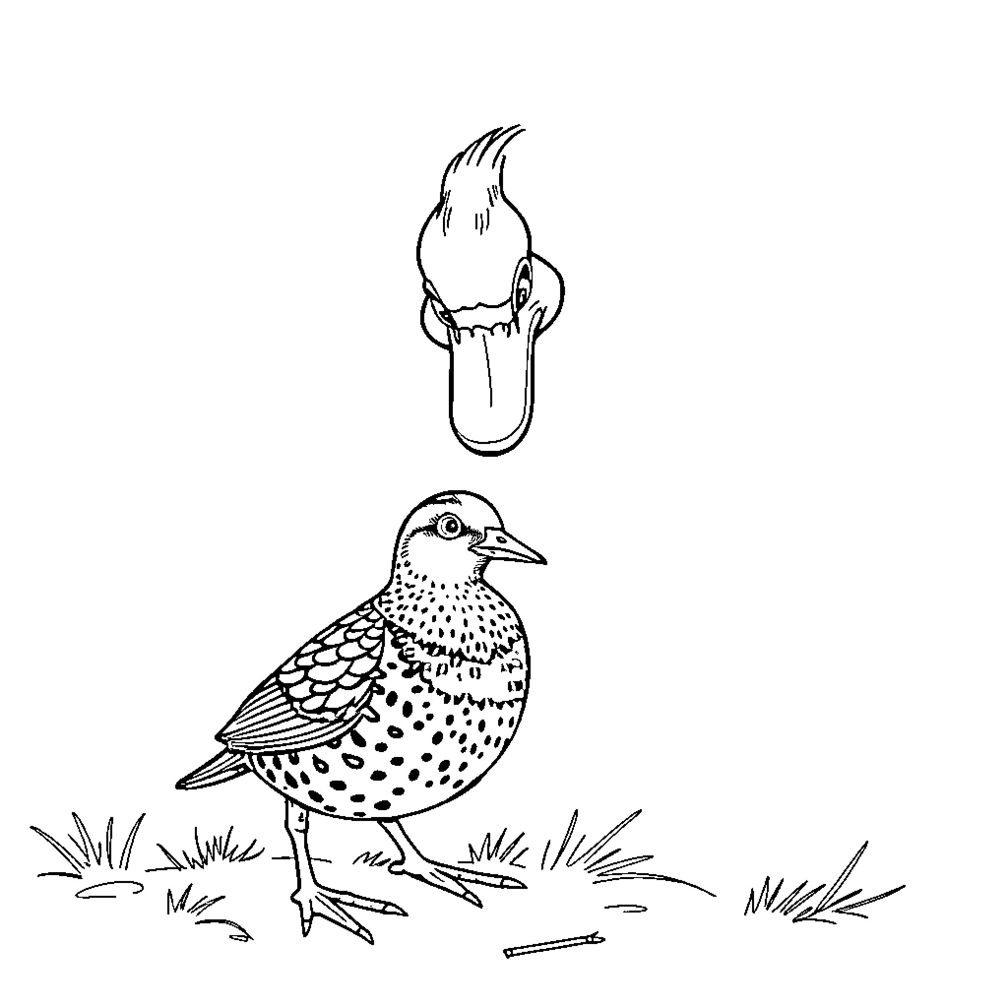 Duck searching for food in the grass Coloring Page (free black-and-white line drawing printable PDF for all, from beginners to advanced learners, including children, teens, adults, and seniors)