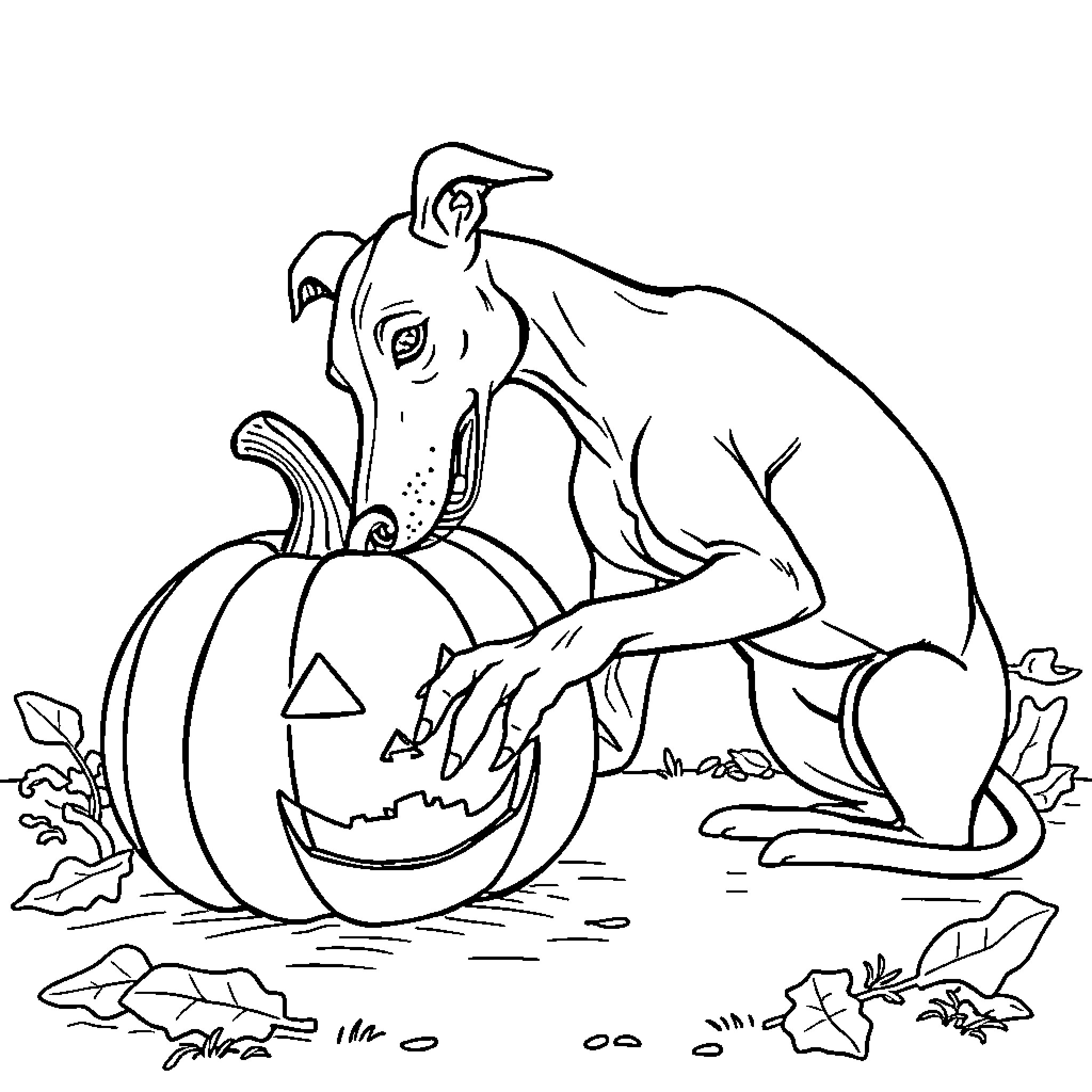 Greyhound exploring spooky Halloween pumpkin Coloring Page (free black-and-white line drawing printable PDF for all, from beginners to advanced learners, including children, teens, adults, and seniors)