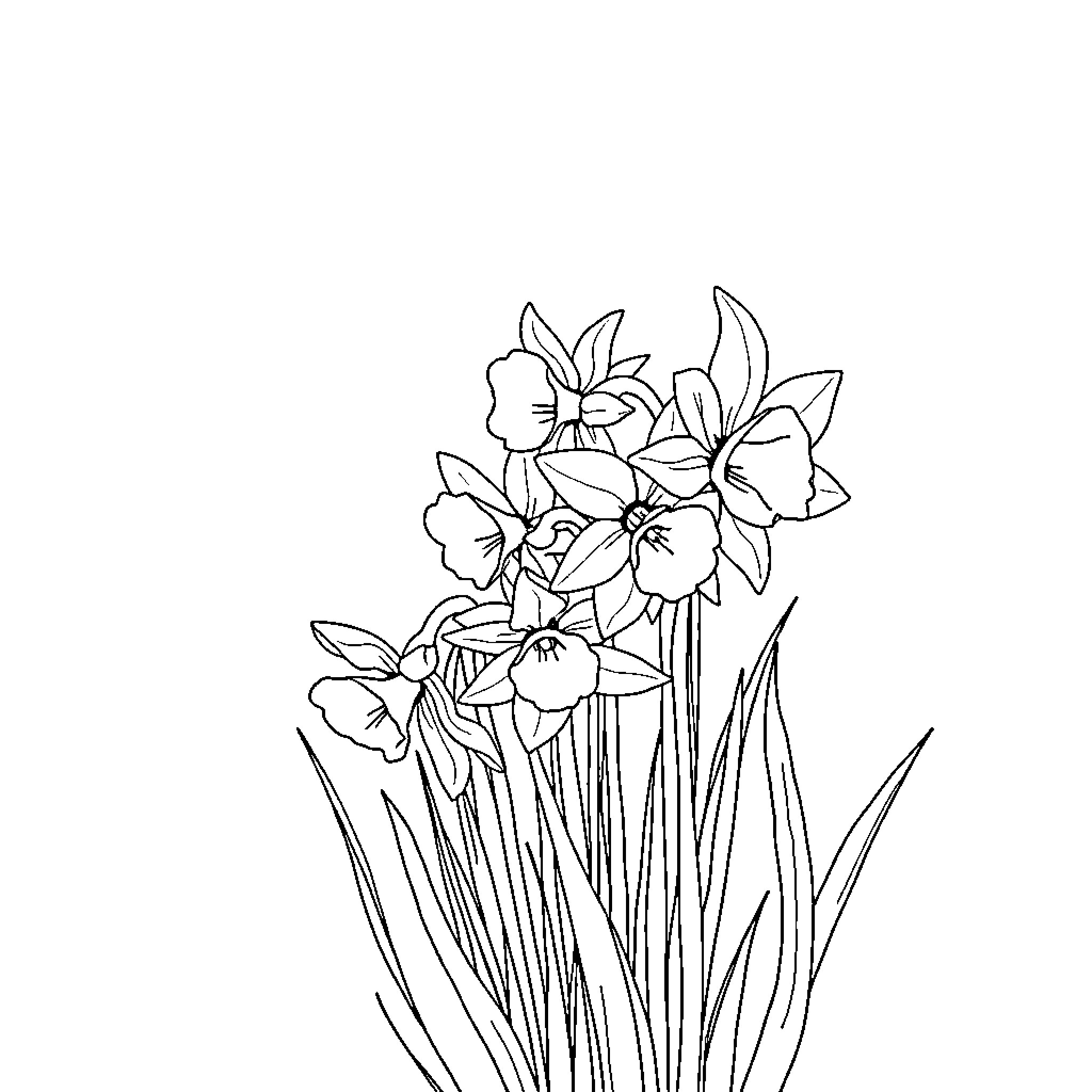 Daffodil flowers blooming gracefully in the garden Coloring Page (free black-and-white line drawing printable PDF for all, from beginners to advanced learners, including children, teens, adults, and seniors)