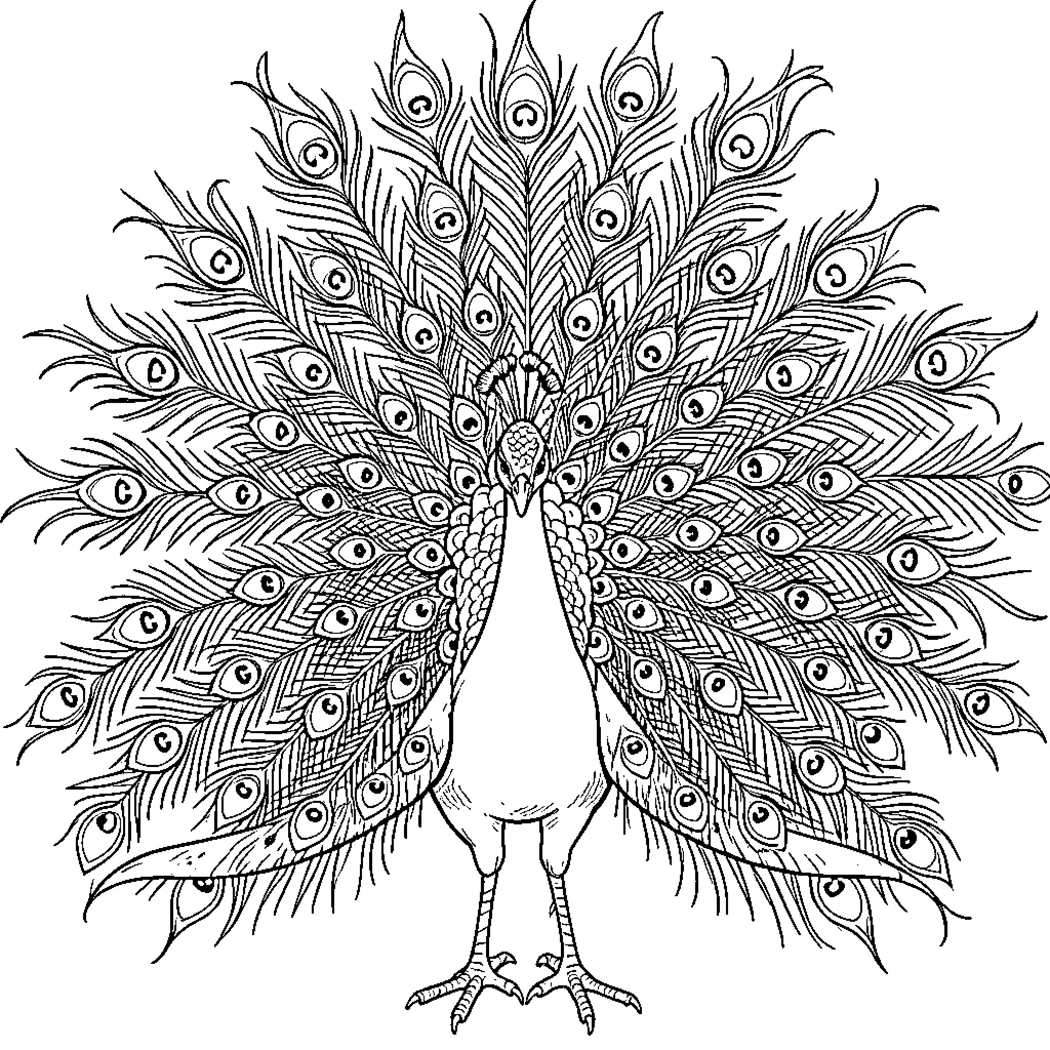 Peacock displaying its vibrant feathers Coloring Page (free black-and-white line drawing printable PDF for all, from beginners to advanced learners, including children, teens, adults, and seniors)